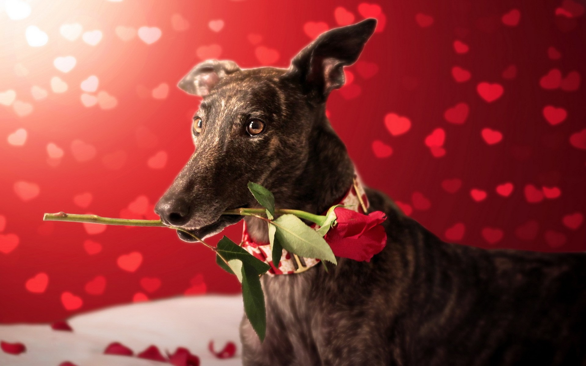 1920x1200 Valentines Day Puppy Computer Wallpapers