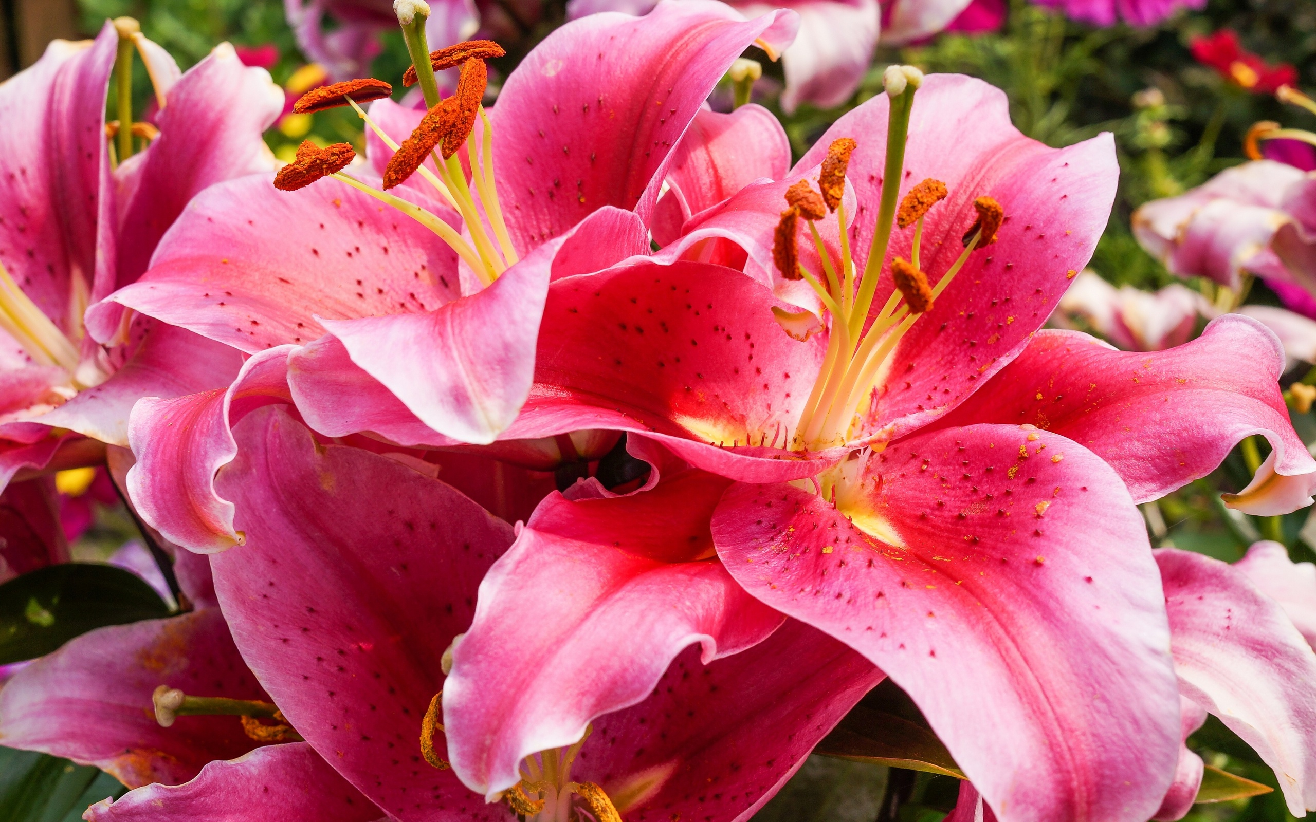 2560x1600 lily, Rose, Macro Wallpapers HD / Desktop and Mobile Backgrounds