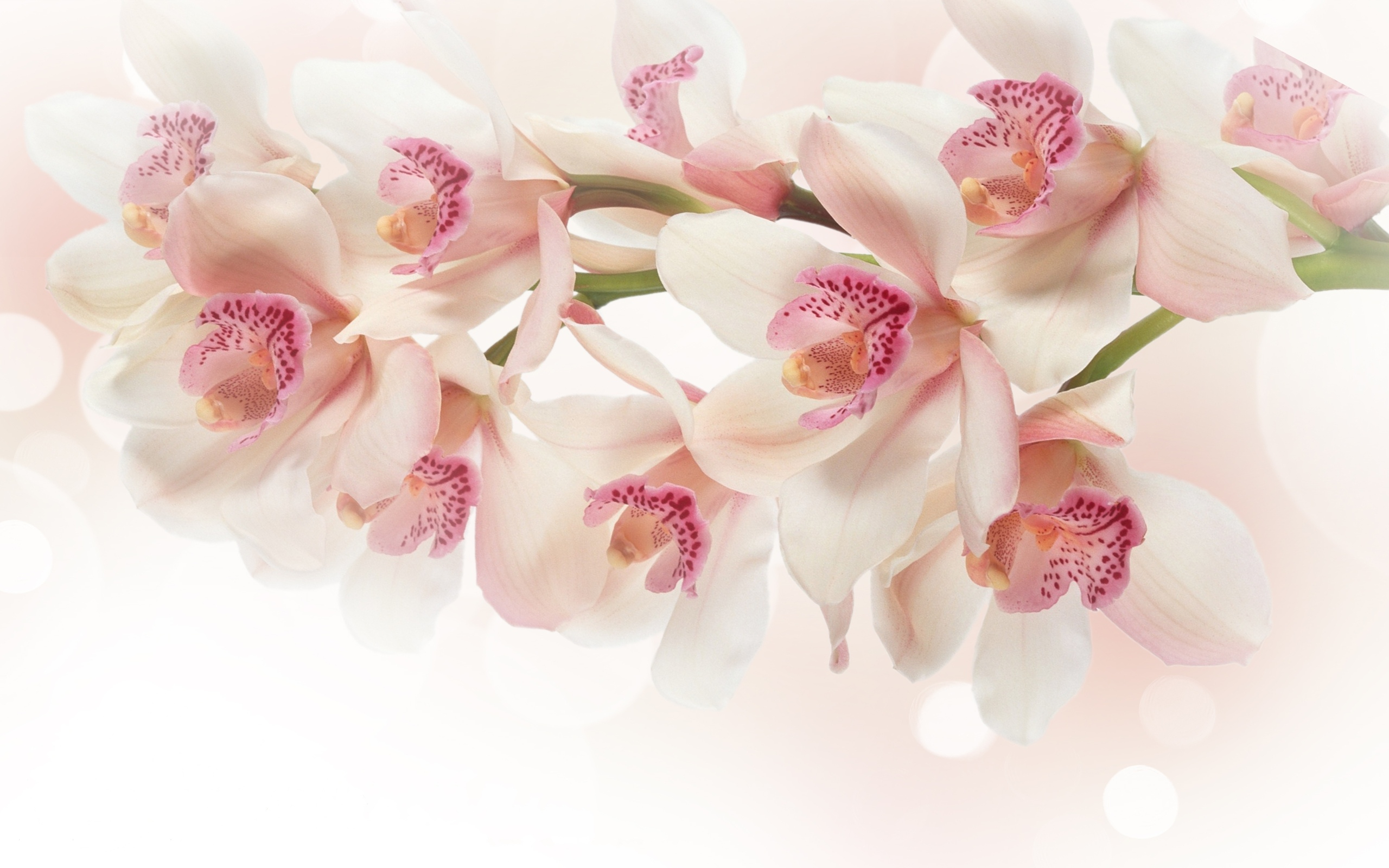 2560x1600 white, Orchid, Flowers, Pink Wallpapers HD / Desktop and Mobile Backgrounds