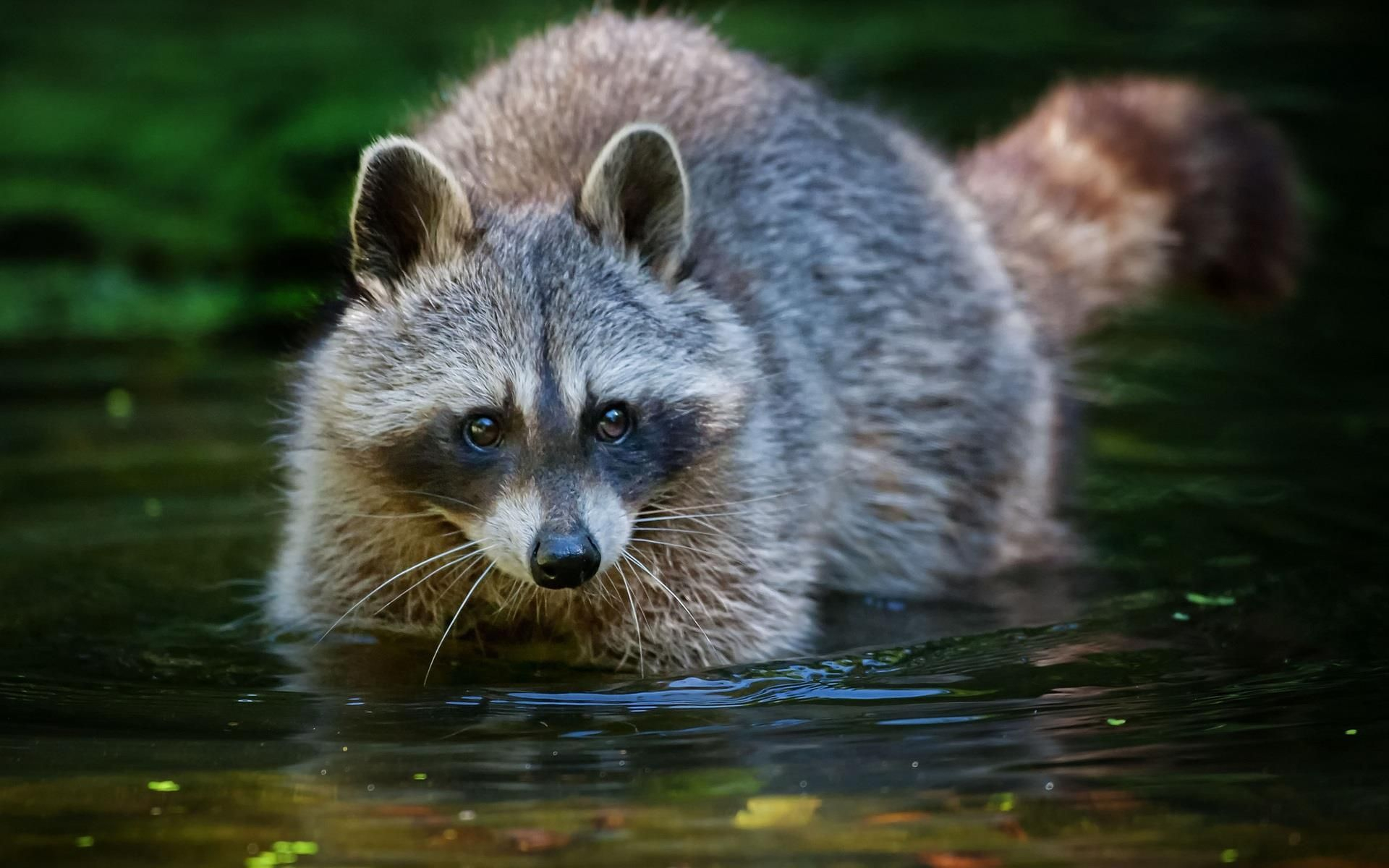 1920x1200 Get awesome Raccoons HD images in each new Chrome tab! | Animals, Raccoon, Cute racc