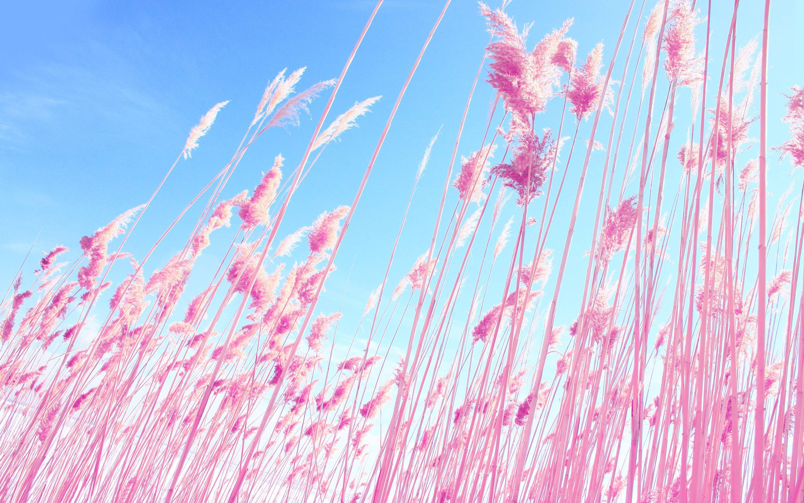 2560x1600 Pink Nature Wallpapers