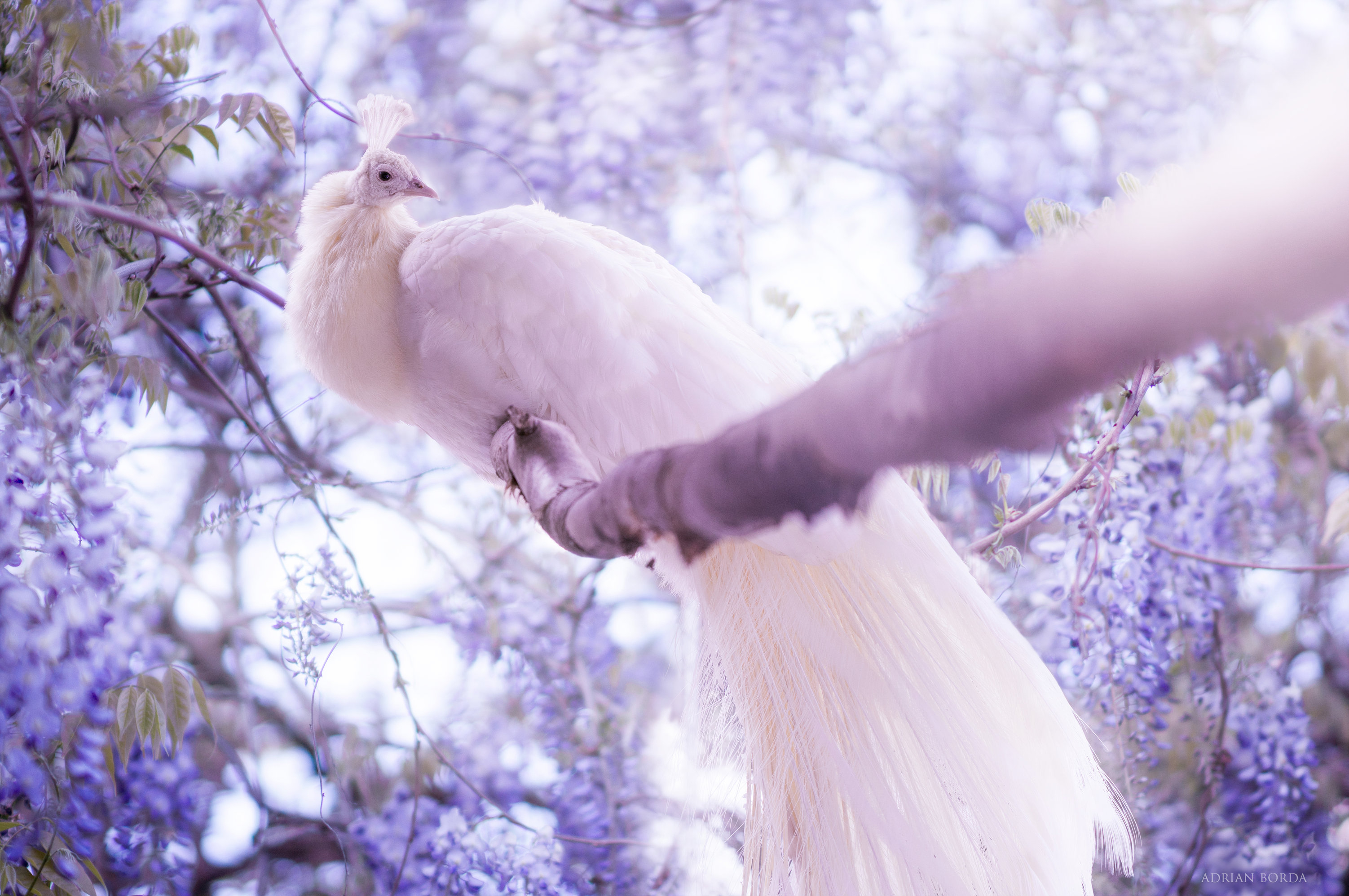 3004x1996 White Peacock, HD Birds, 4k Wallpapers, Images, Backgrounds, Photos and Pictures