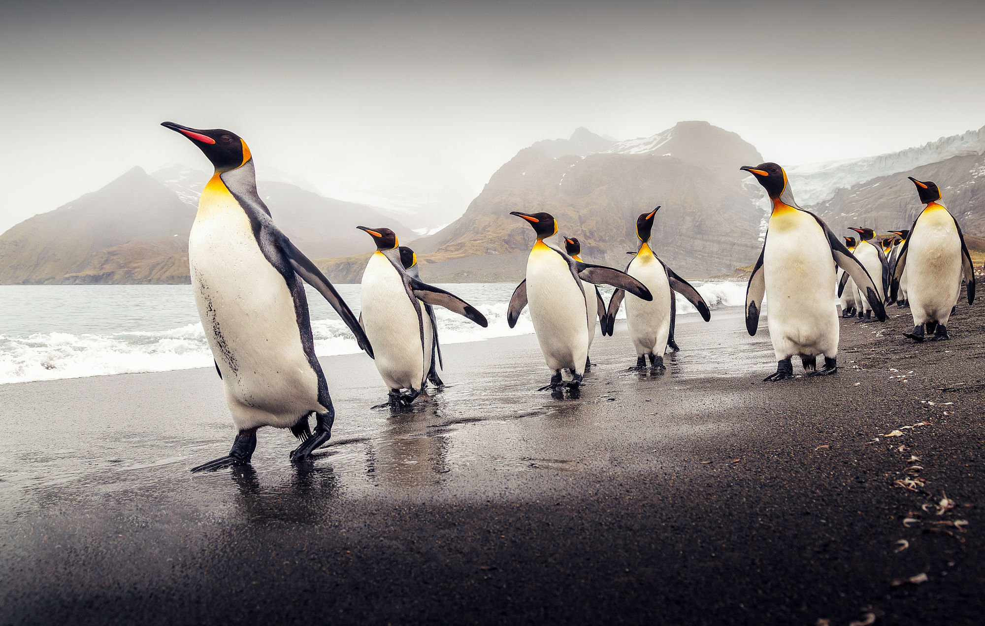 2000x1272 10+ King Penguin HD Wallpapers and Backgrounds