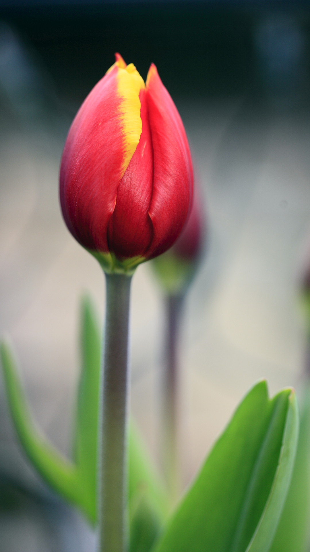 1080x1920 Red tulip | 4K wallpapers, free and easy to download