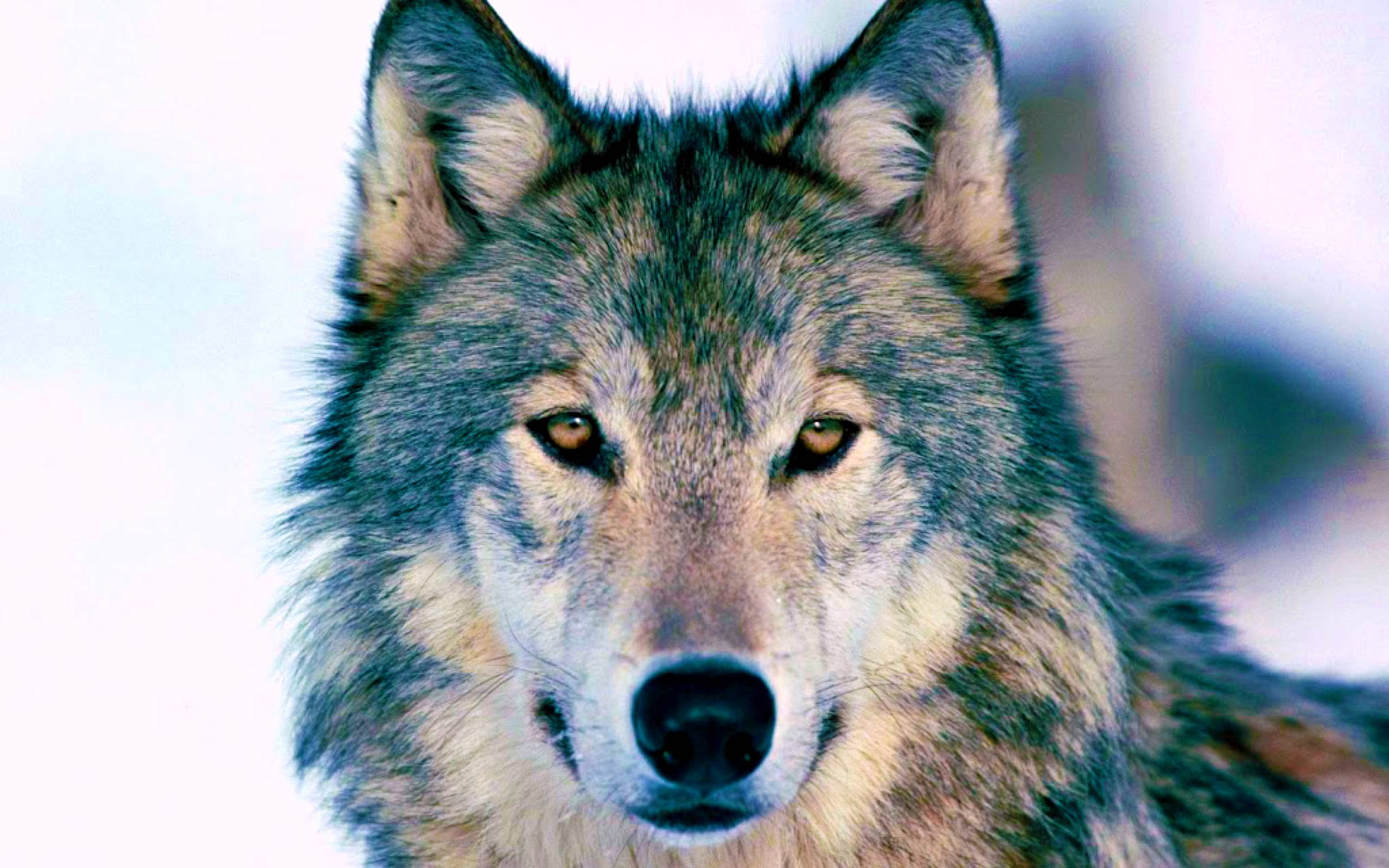 2560x1600 Timber Wolf Wallpapers