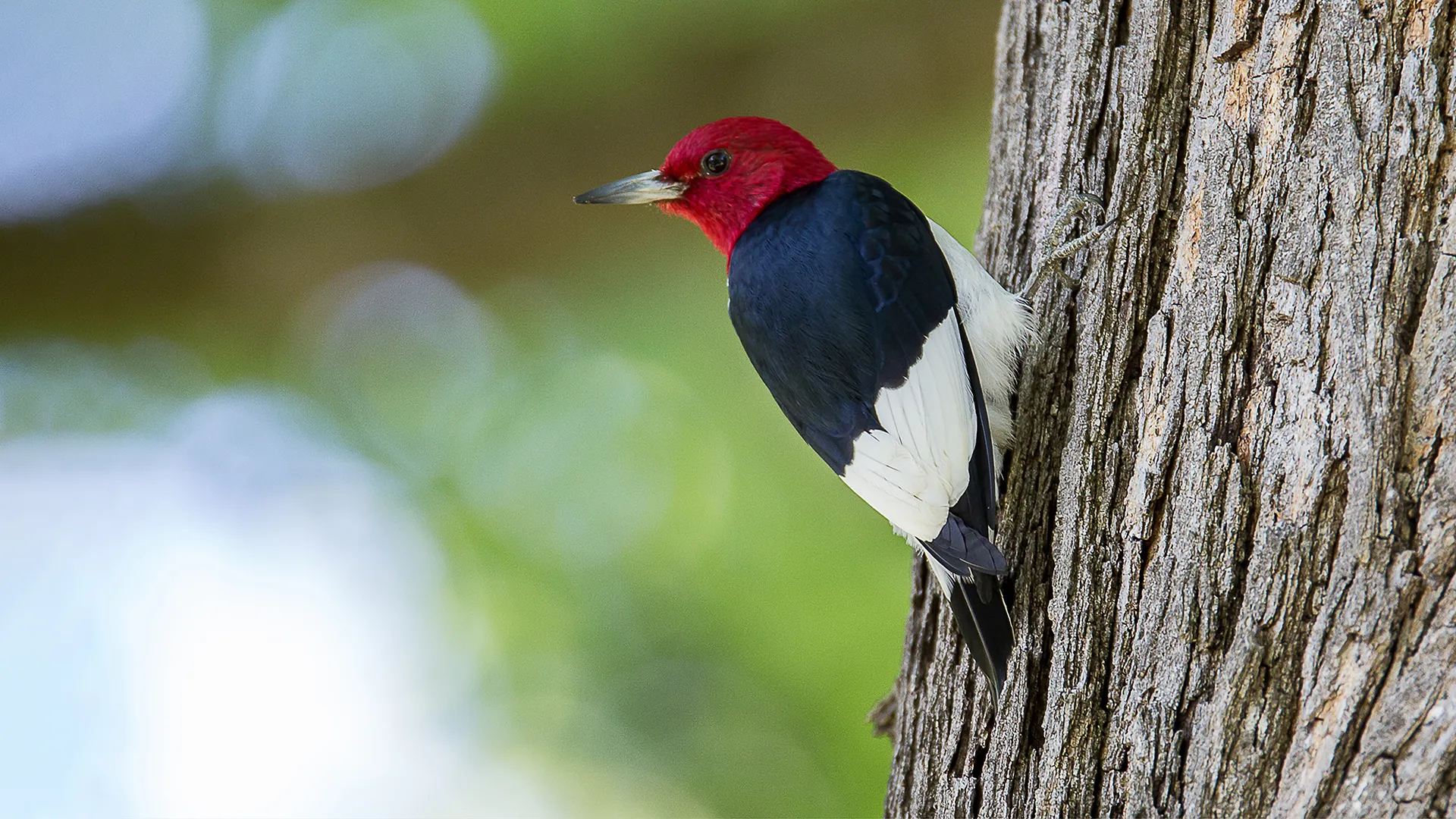 1920x1080 Species Spotlight: Red-Headed Woodpecker