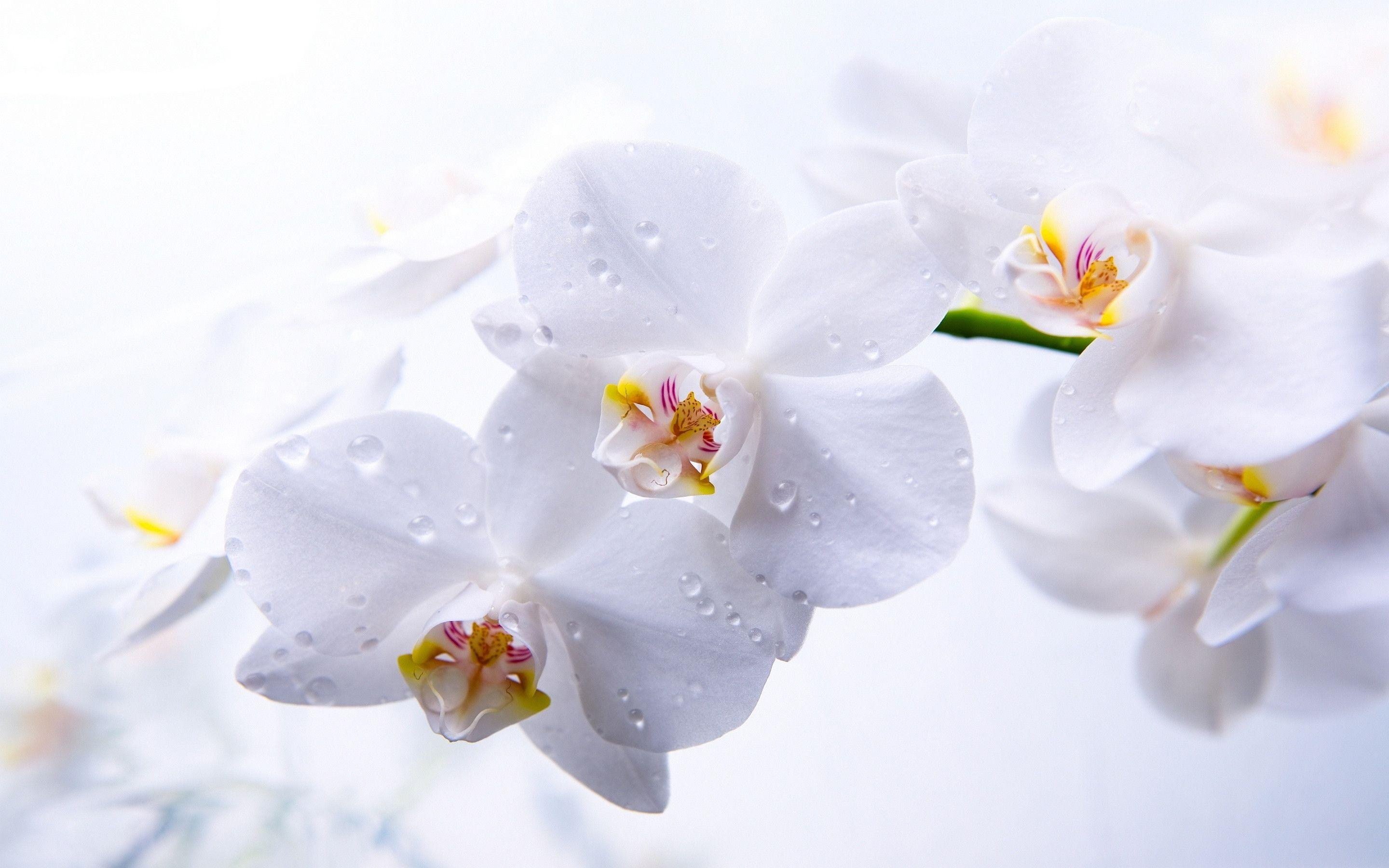 2880x1800 Orchid Wallpapers Top Free Orchid Backgrounds