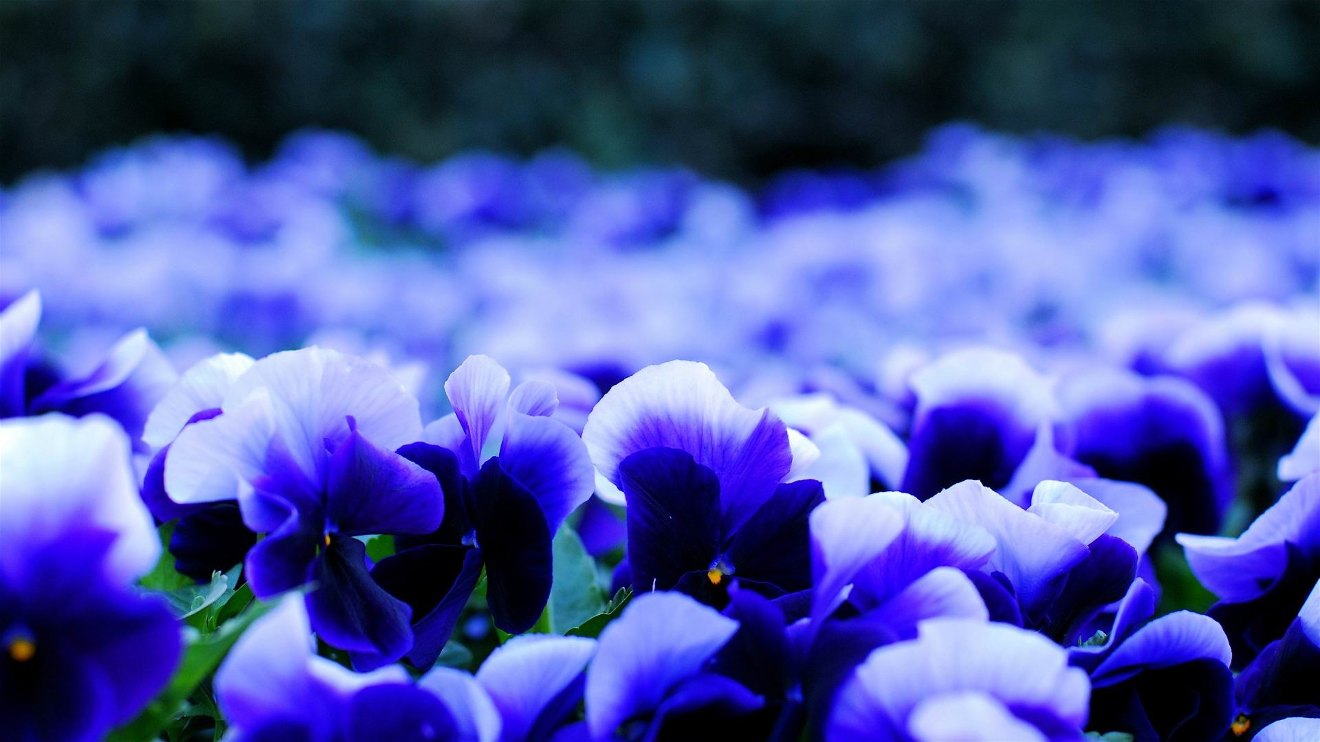1920x1080 pansy viola flowers petals