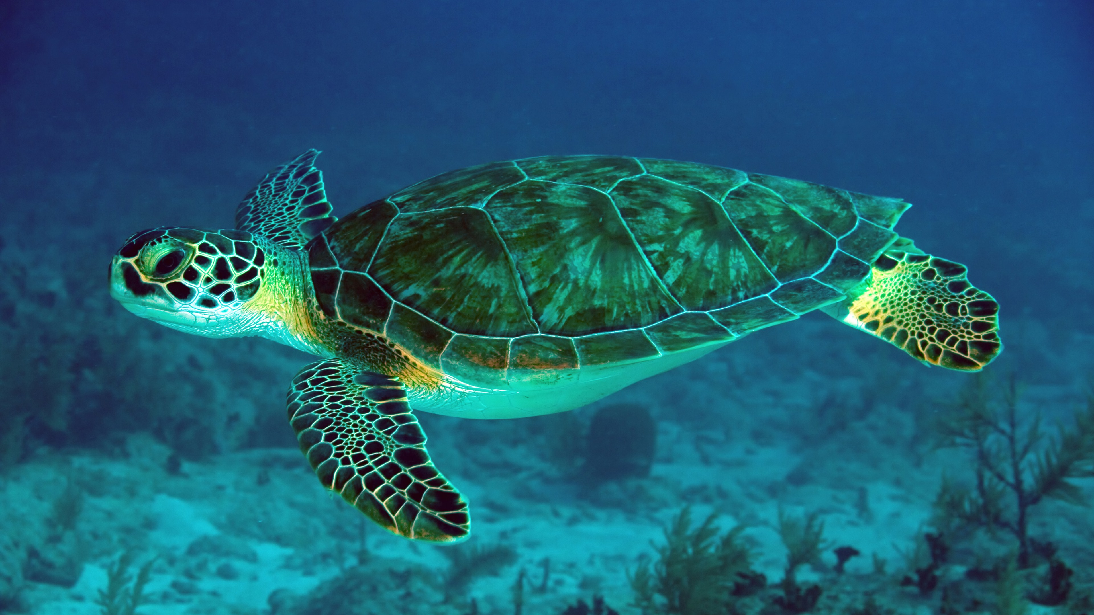 3840x2160 4K Sea Turtle Wallpapers | Background Images