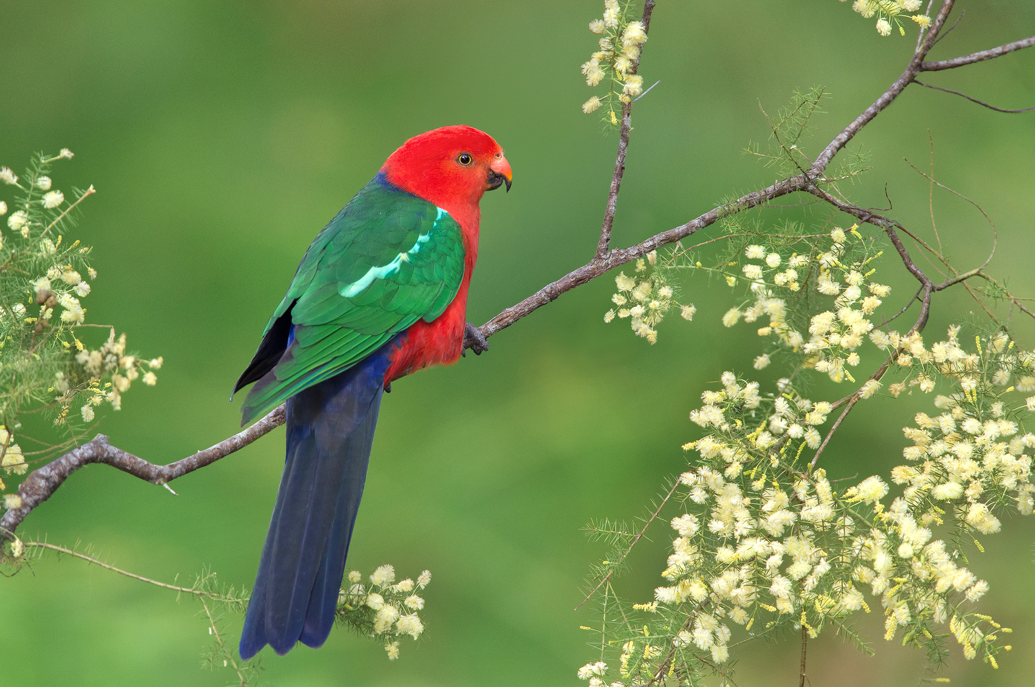 2100x1394 King Parrot HD Wallpapers and Backgrounds