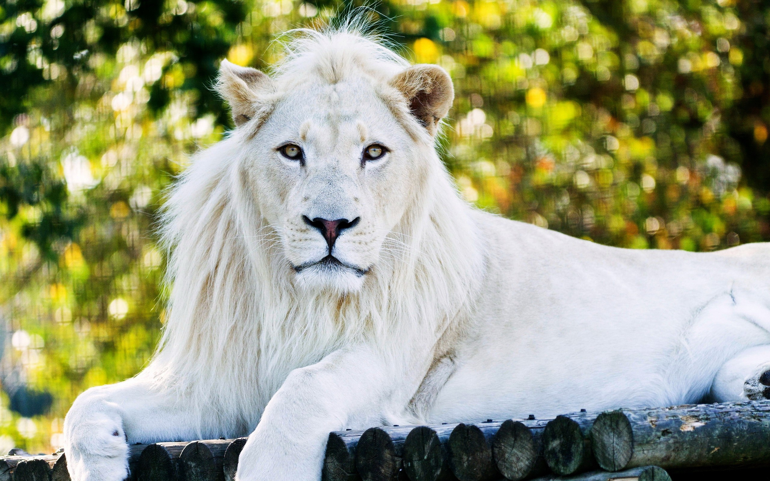 2560x1600 White Lion, HD Animals, 4k Wallpapers, Images, Backgrounds, Photos and Pictures
