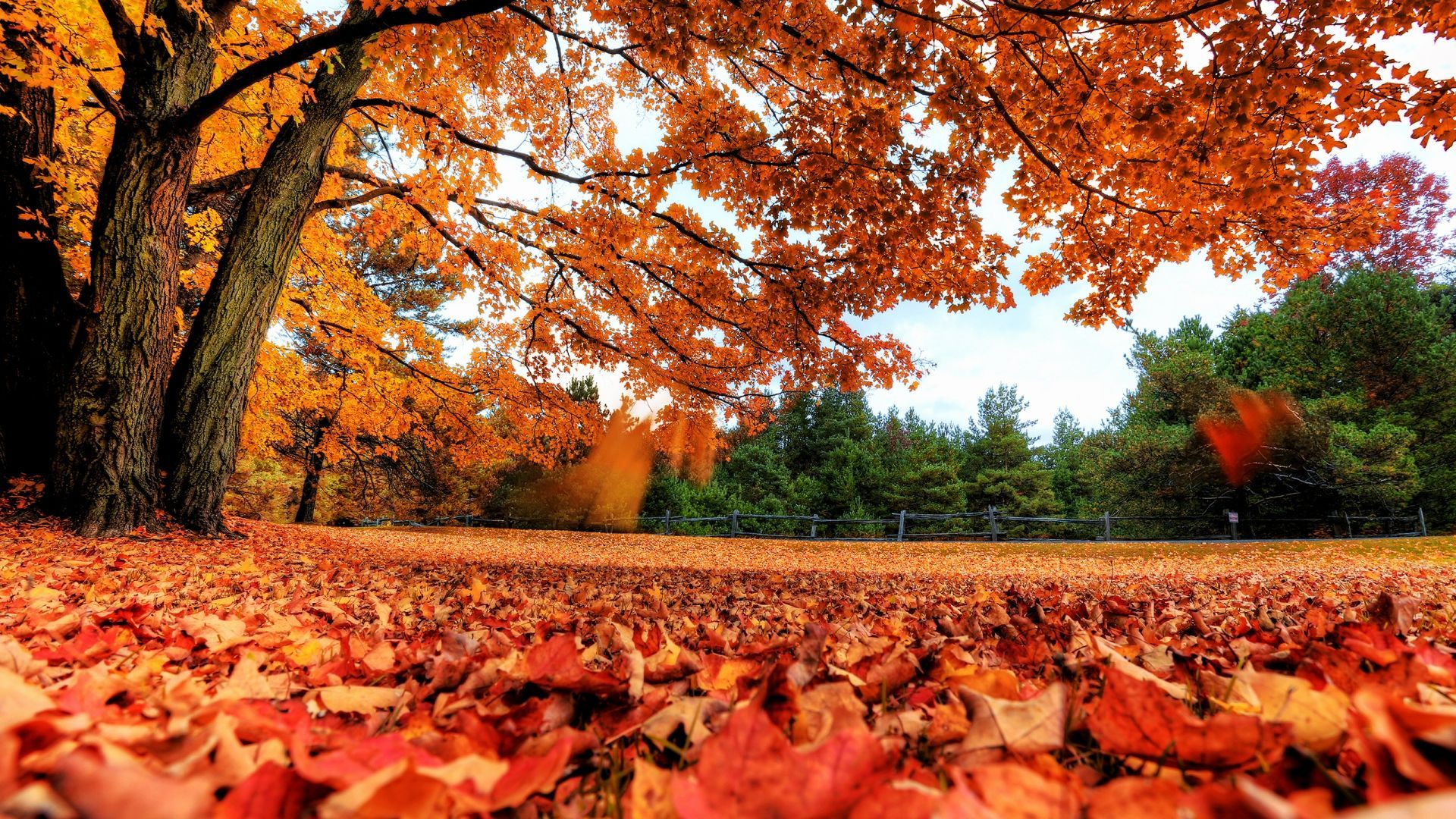1920x1080 Fall Clean Ups Are Important, And We Can Help! | Autumn leaves wallpaper, Autumn scenery, Fall leaves background