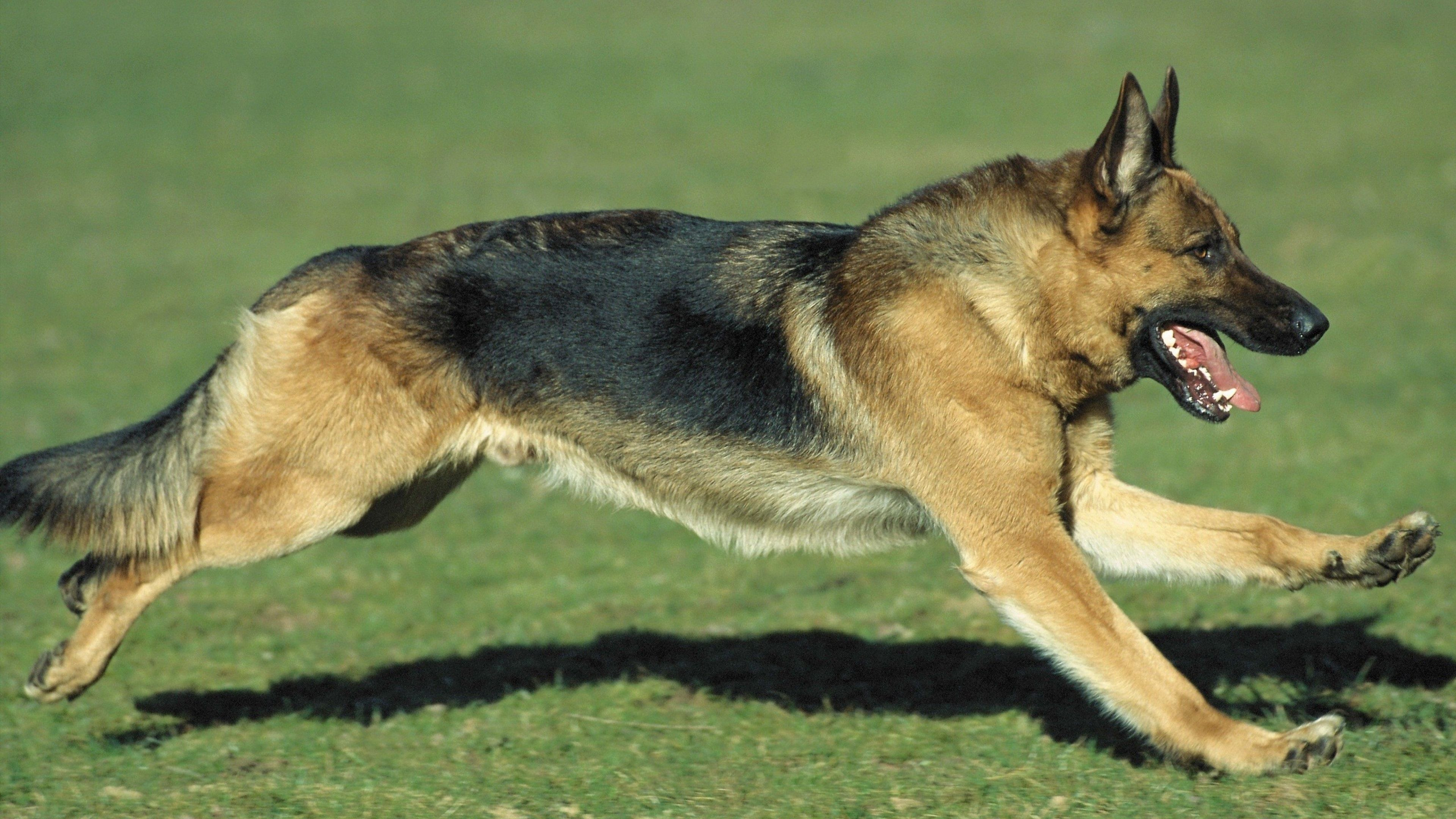 3840x2160 DogRunner Bristol Based Dog Walkers \u0026 Running Service | German shepherd dogs, German shepherd wallpaper, Shepherd dog