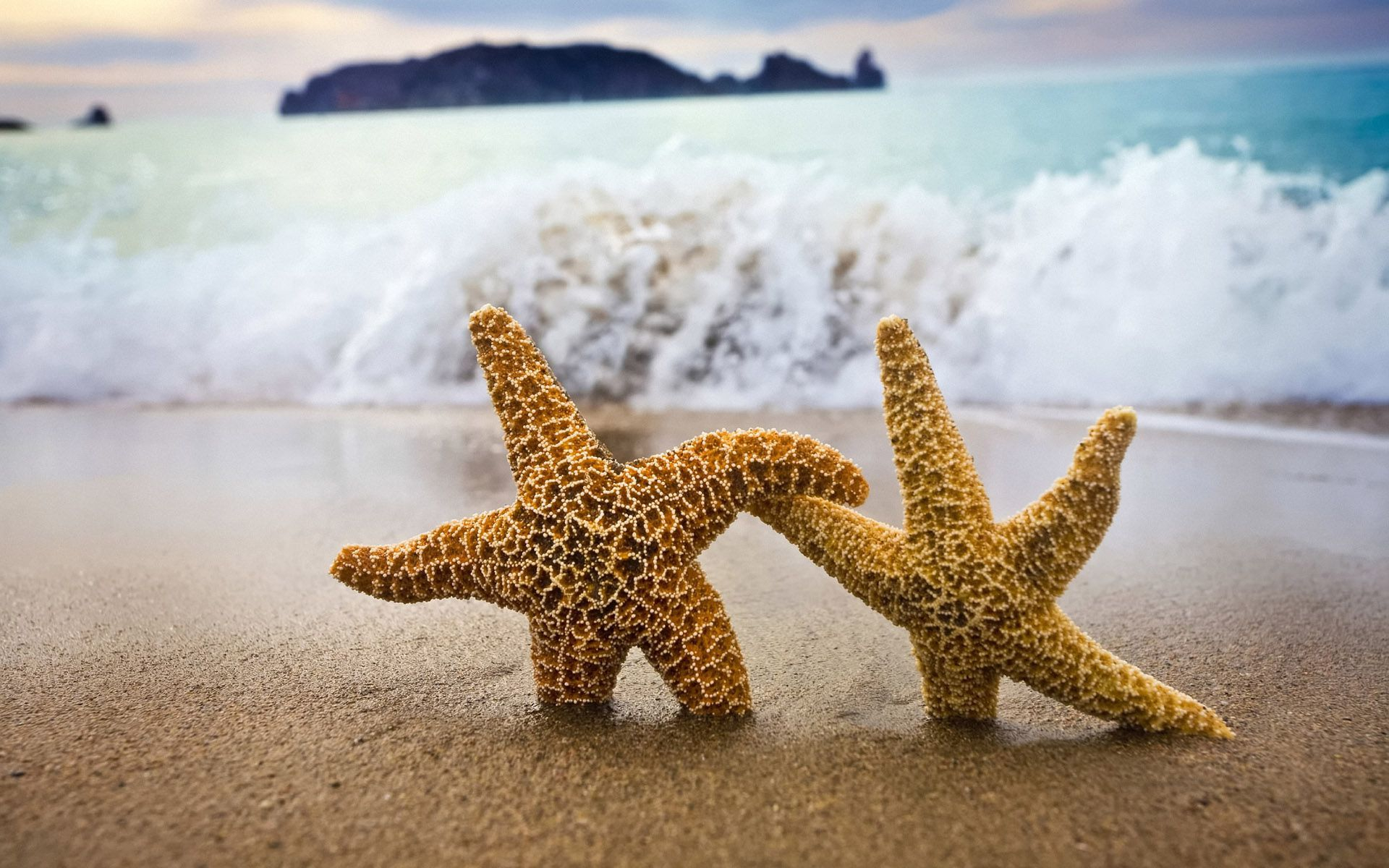 1920x1200 110+ Starfish HD Wallpapers and Backgrounds