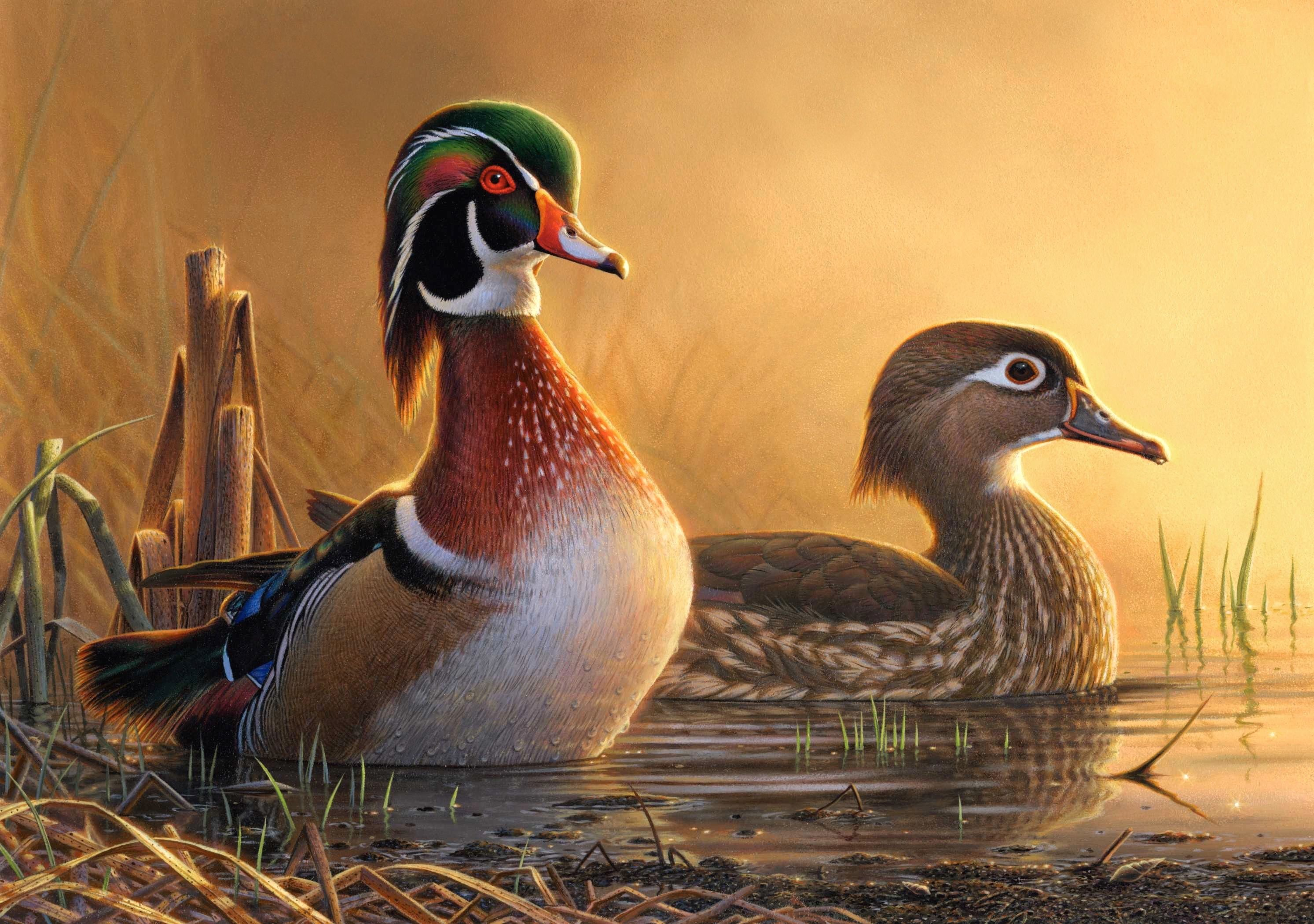 2986x2100 Misty Morning Wood Ducks Adam Grimm | Wood ducks, Wildlife paintings, Waterfowl art
