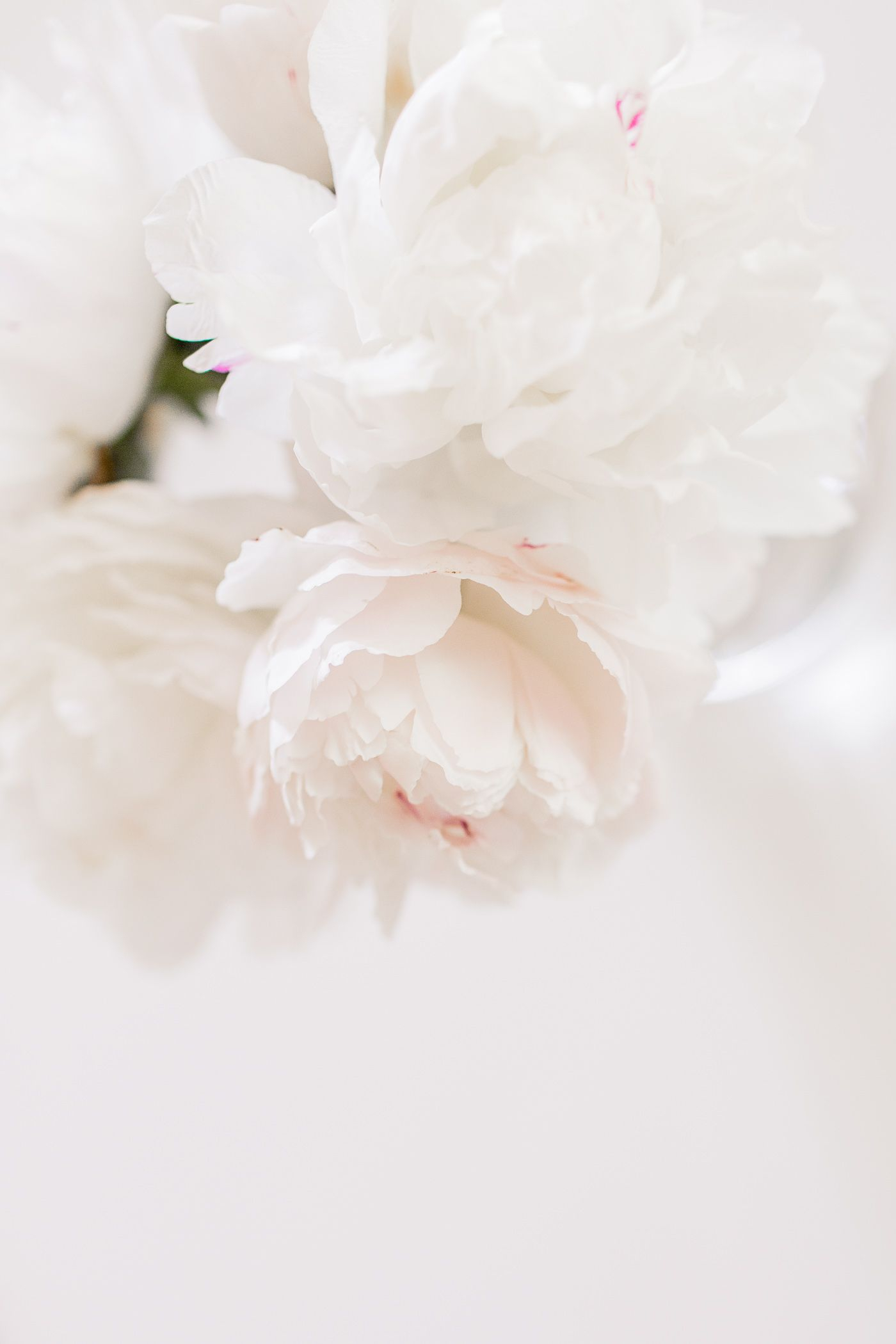 1400x2100 White Peonies Wallpapers Top Free White Peonies Backgrounds