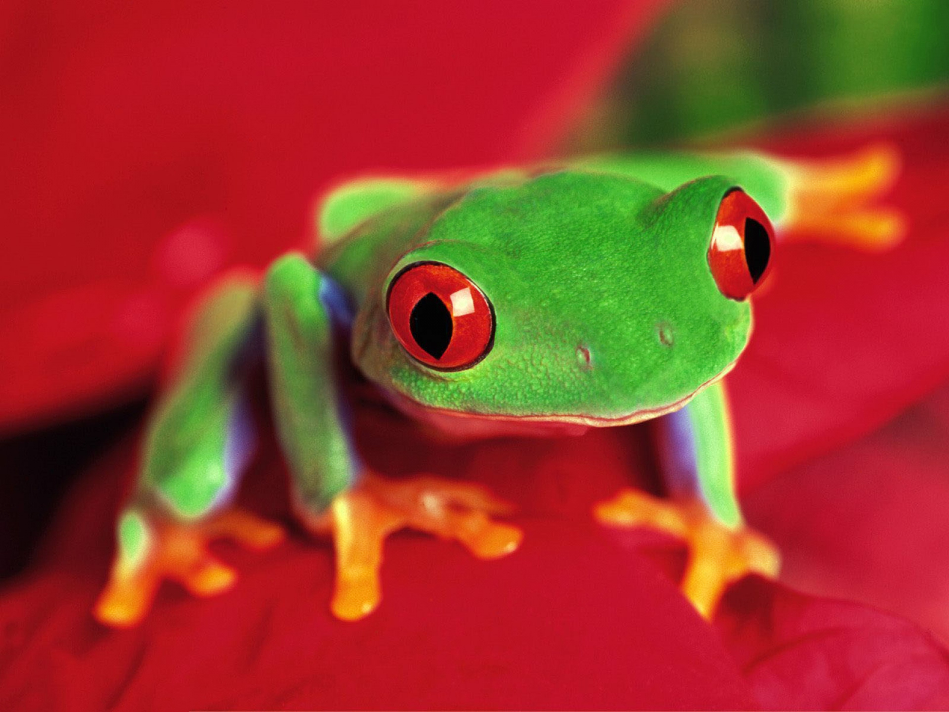 1920x1440 90+ Red Eyed Tree Frog HD Wallpapers and Backgrounds