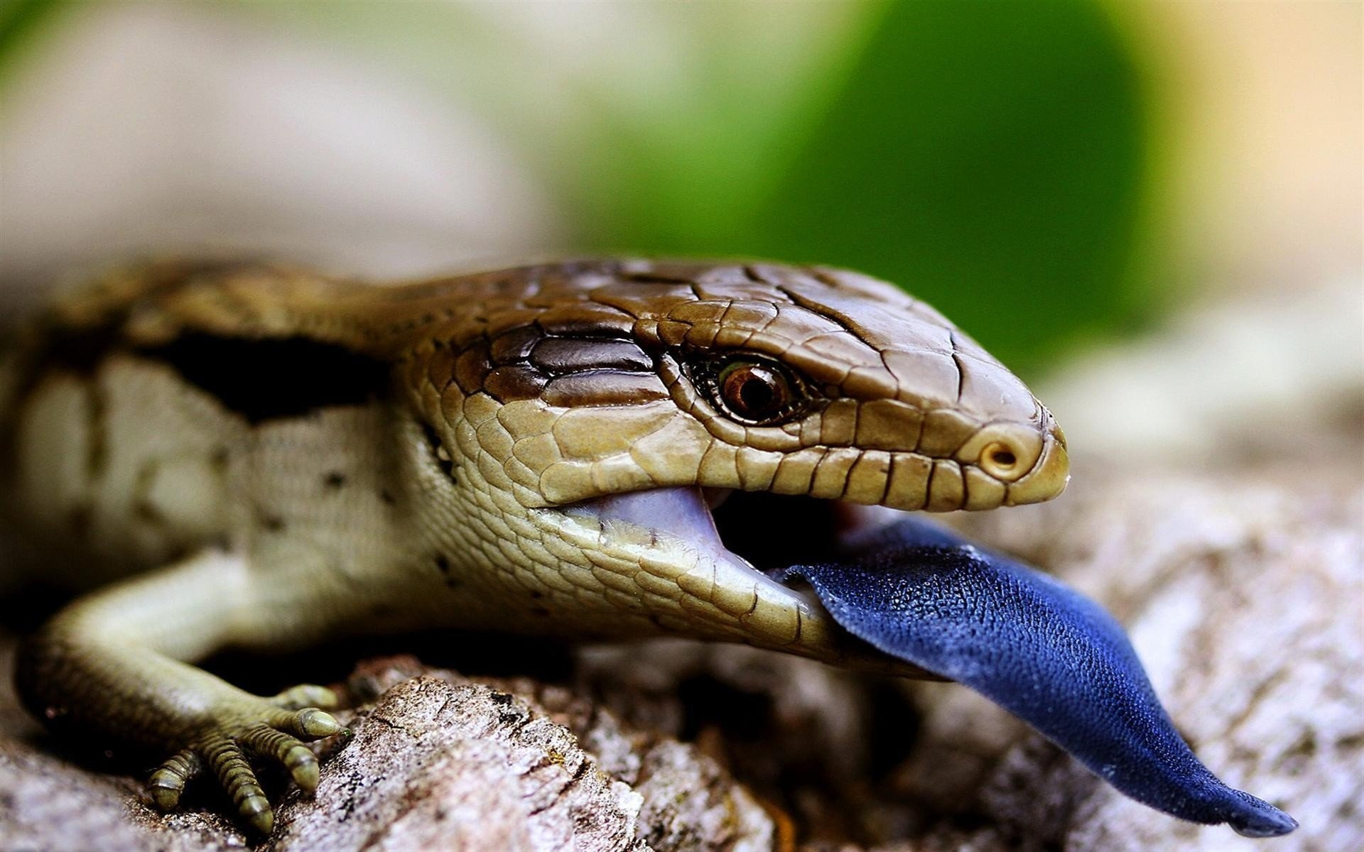 1920x1200 reptile HD Wallpapers / Desktop and Mobile Images \u0026 Photos