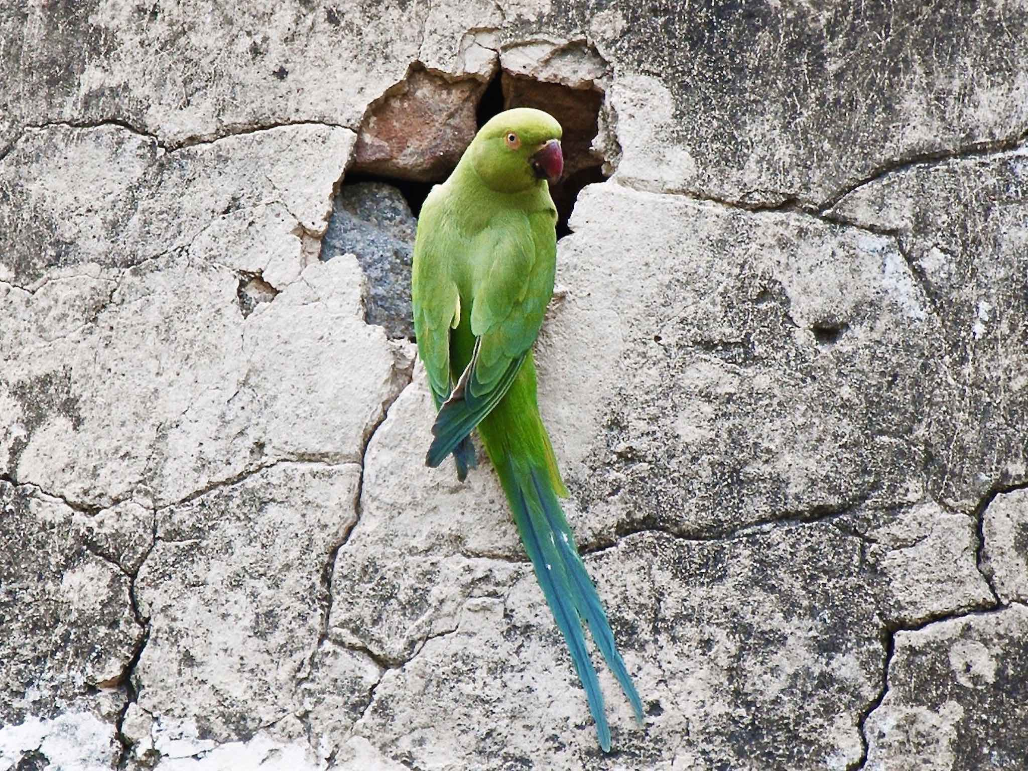 2048x1536 Indian Ringneck Parakeet Wallpaper | Free Bird Backgrounds