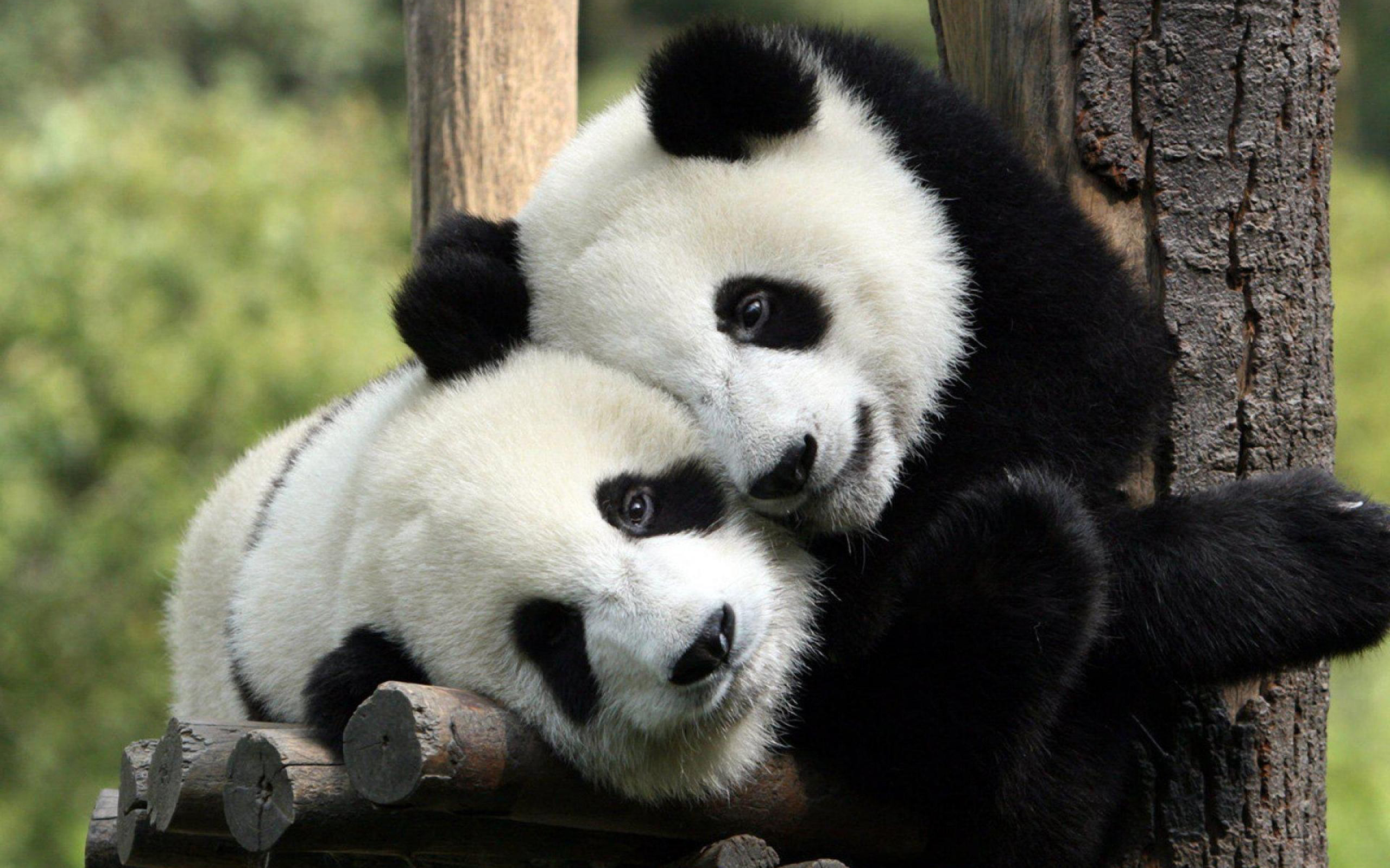 2560x1600 240+ Panda HD Wallpapers and Backgrounds