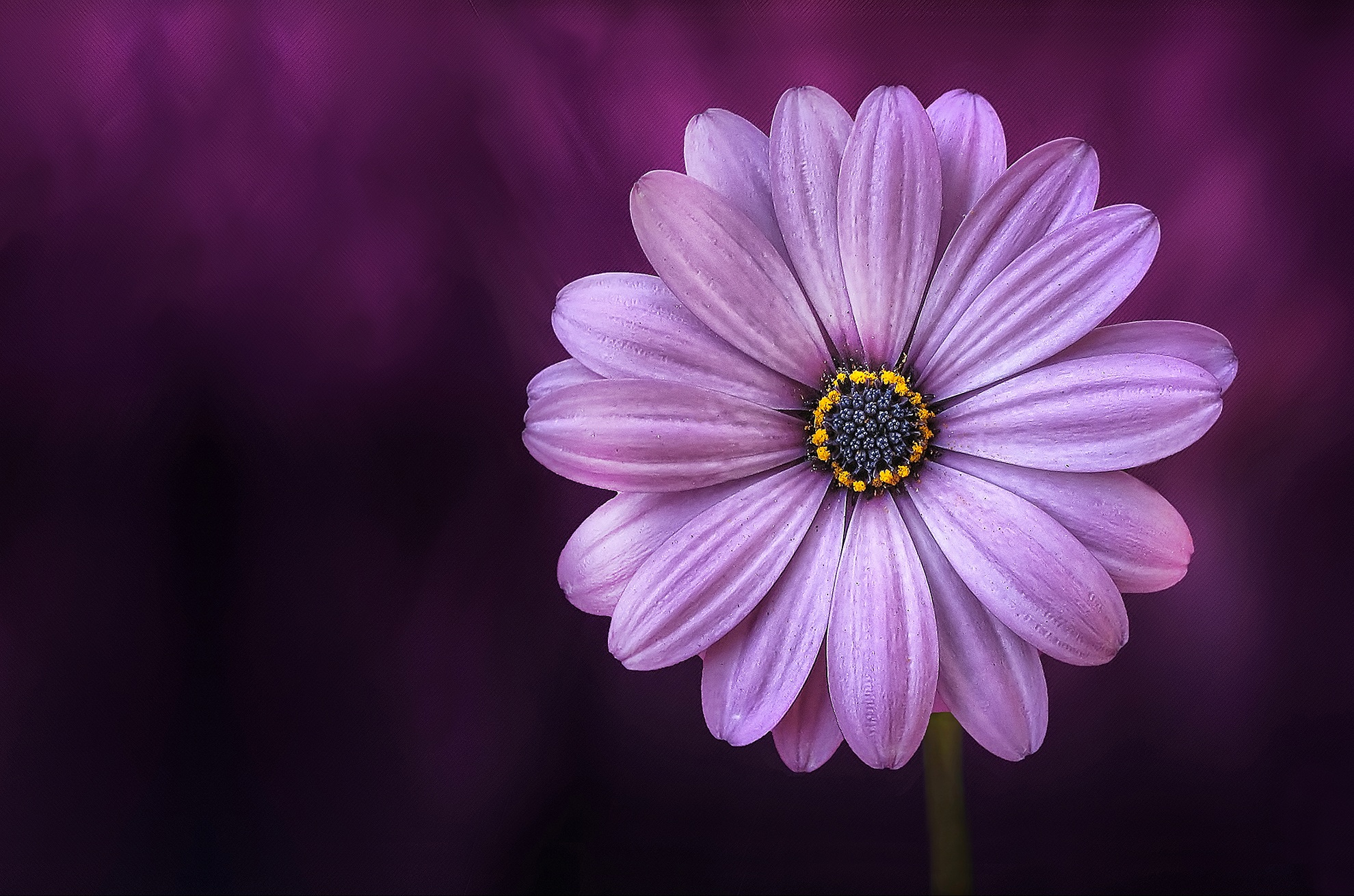 1980x1311 100,000+ Best Purple Flowers Photos &Acirc;&middot; 100% Free Download &Acirc;&middot; Pexels Stock Photos