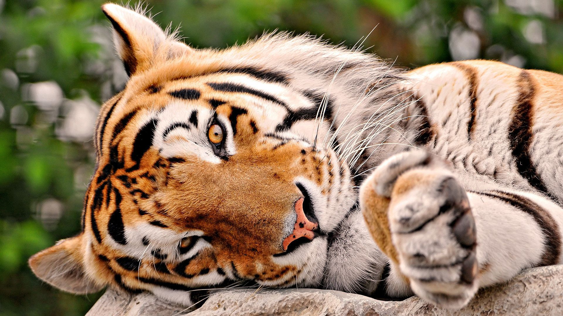 1920x1080 Wild Cats Wallpapers | Tiger pictures, Beautiful cat images, Tiger