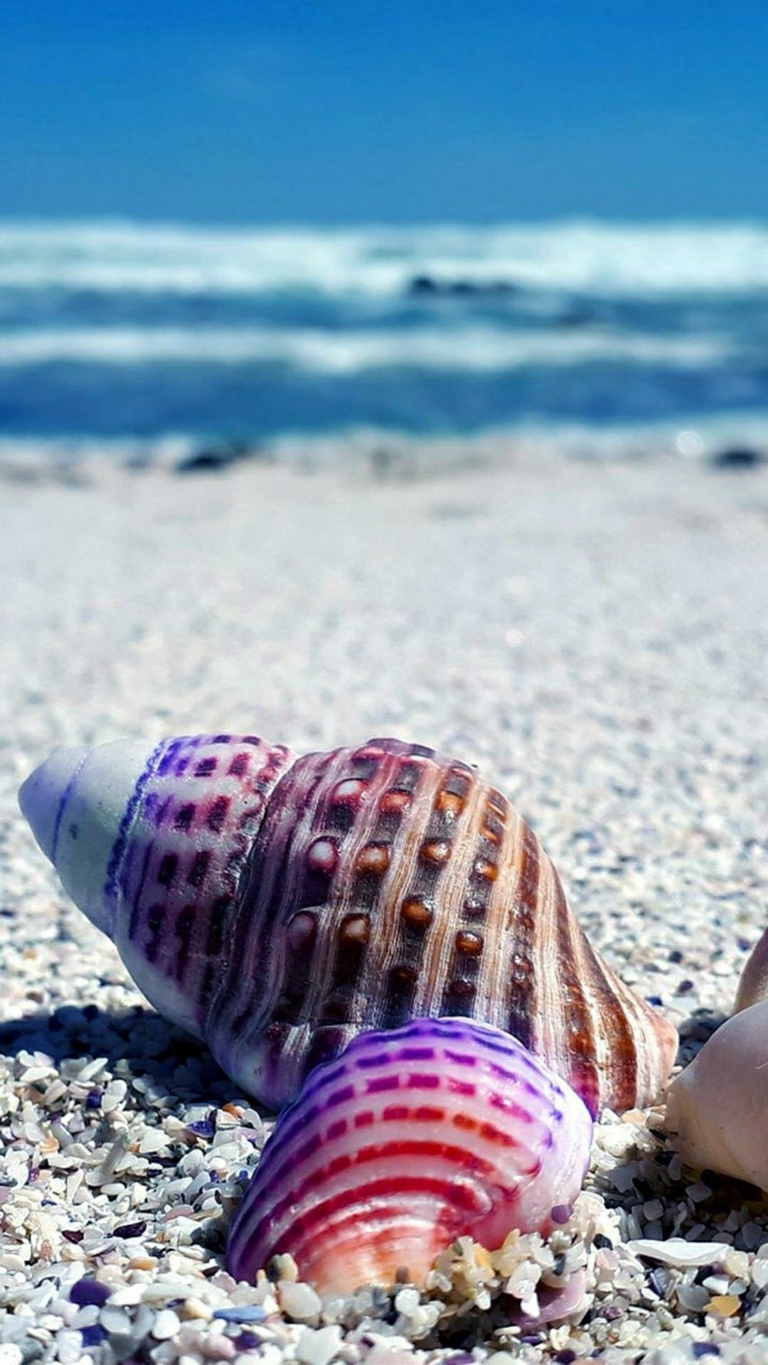 1080x1920 Sea shells | Beach wallpaper, Summer wallpaper, Beautiful nature