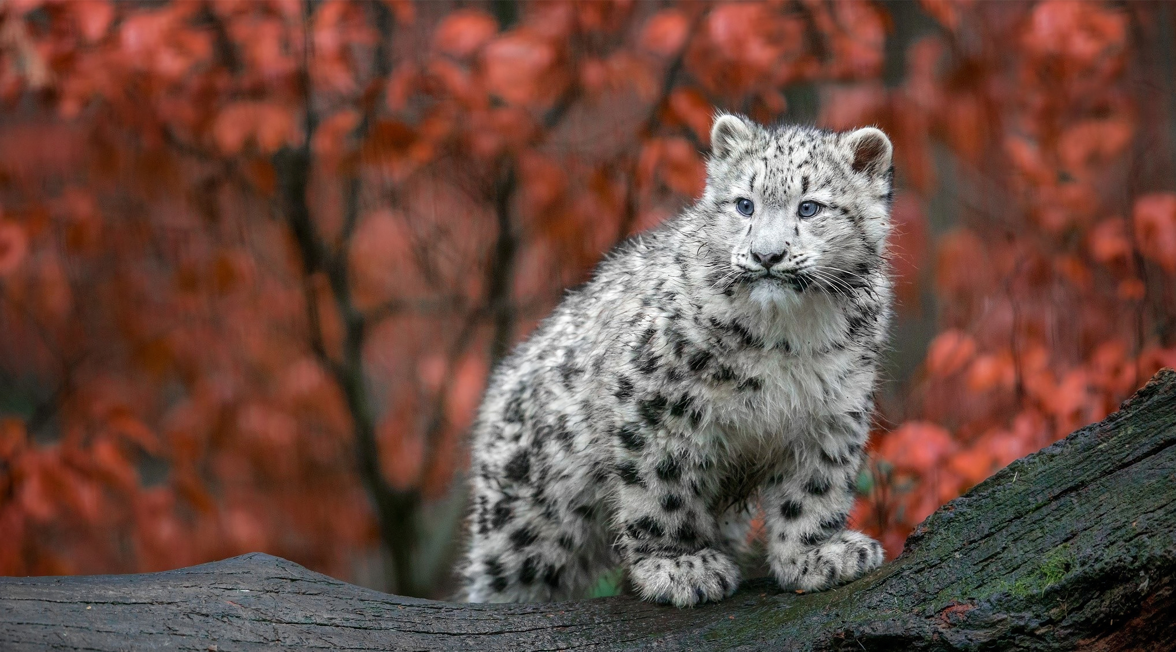 3840x2132 1920x1080 Baby Snow Leopard 4k Laptop Full HD 1080P HD 4k Wallpapers, Images, Backgrounds, Photos and Pictures