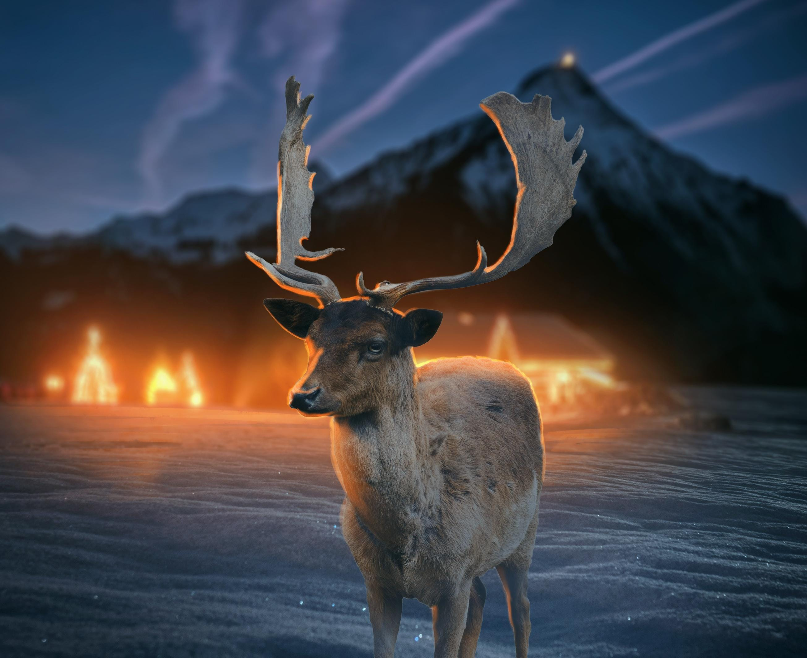 2610x2129 A reindeer is standing in the snow free image Pixexid