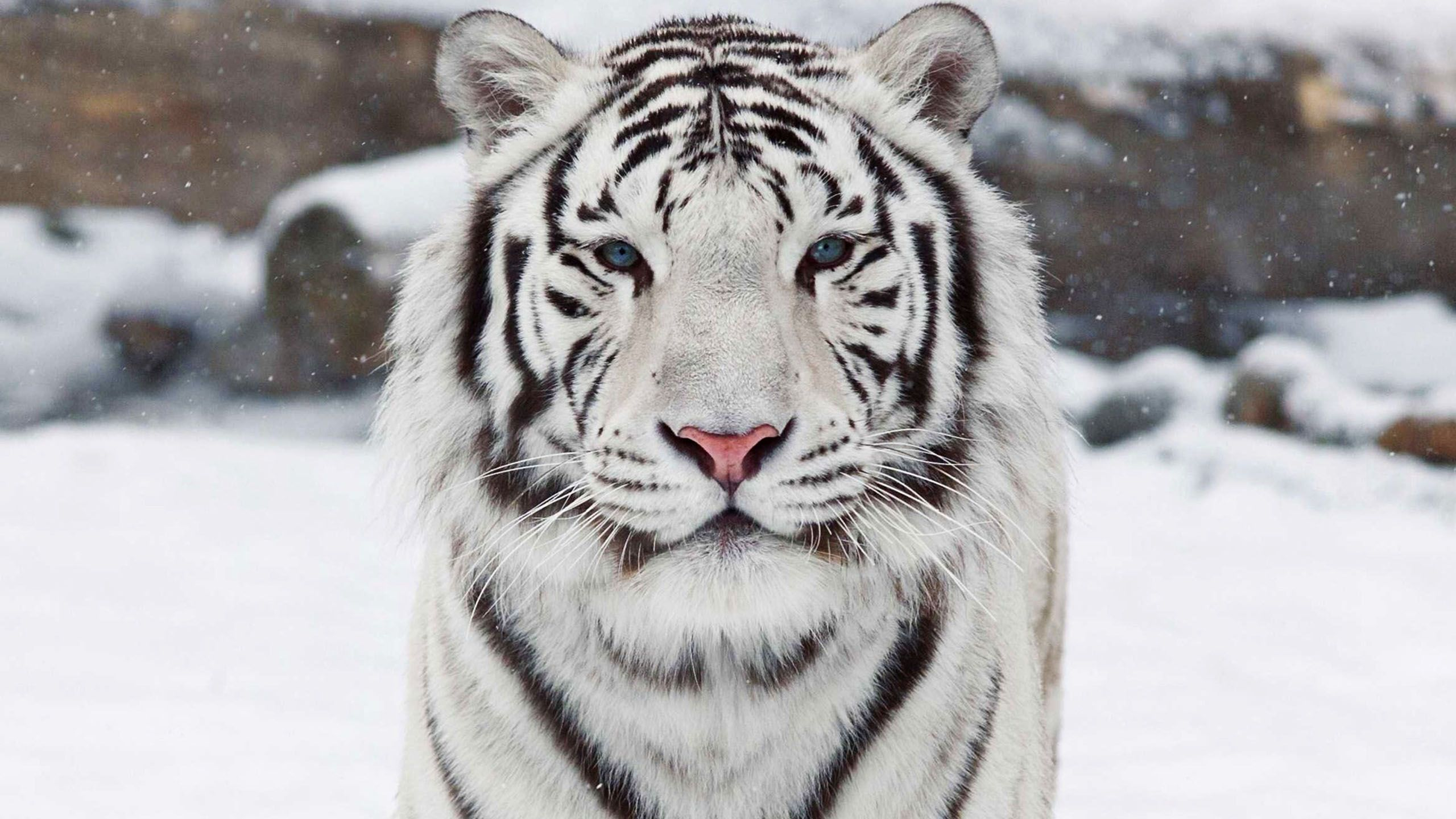 2560x1440 white bengal tiger wallpaper Buscar con Google | White tiger, Tiger pictures, White bengal tiger