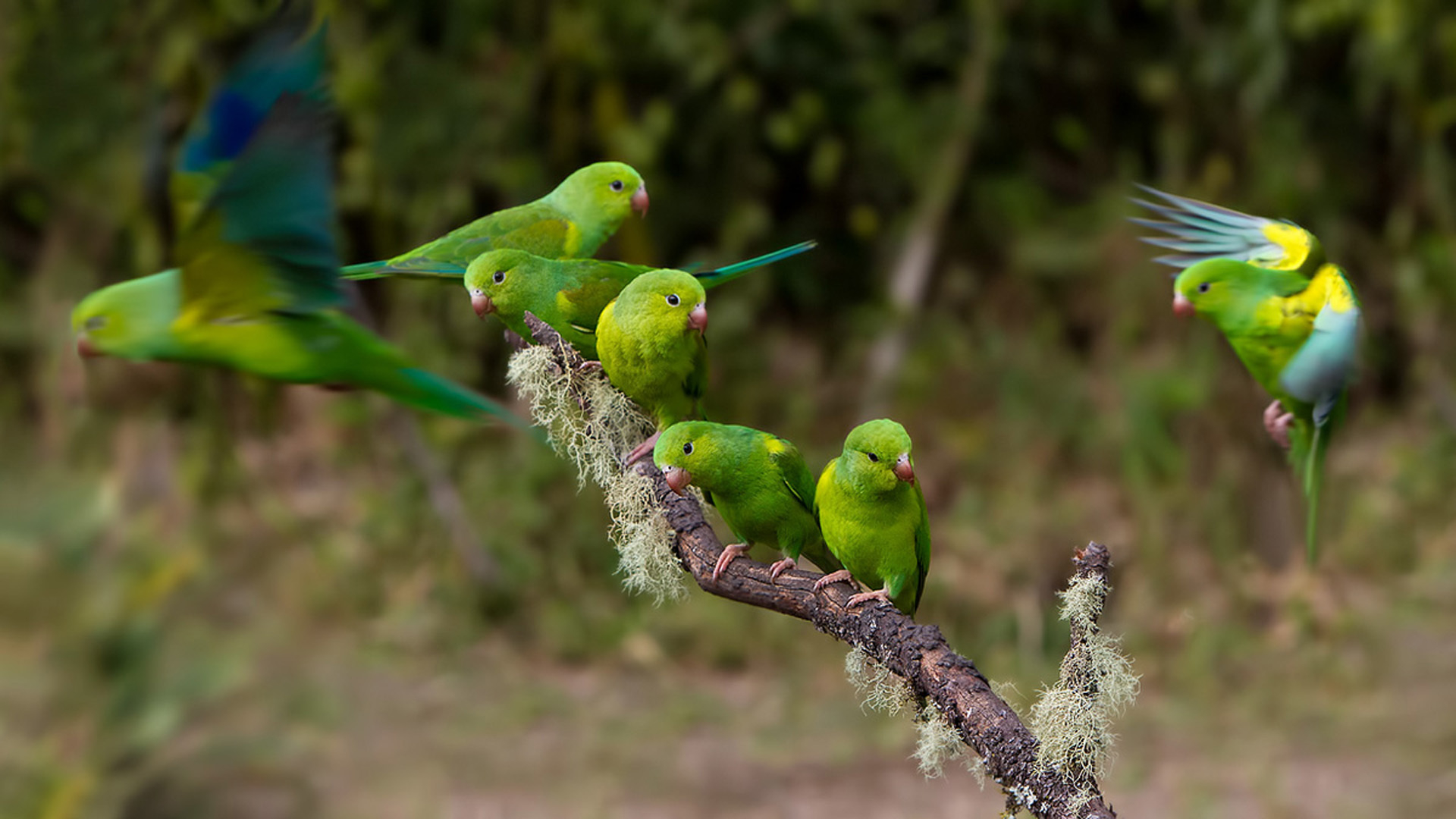 1920x1080 Parakeet HD Wallpapers and Backgrounds