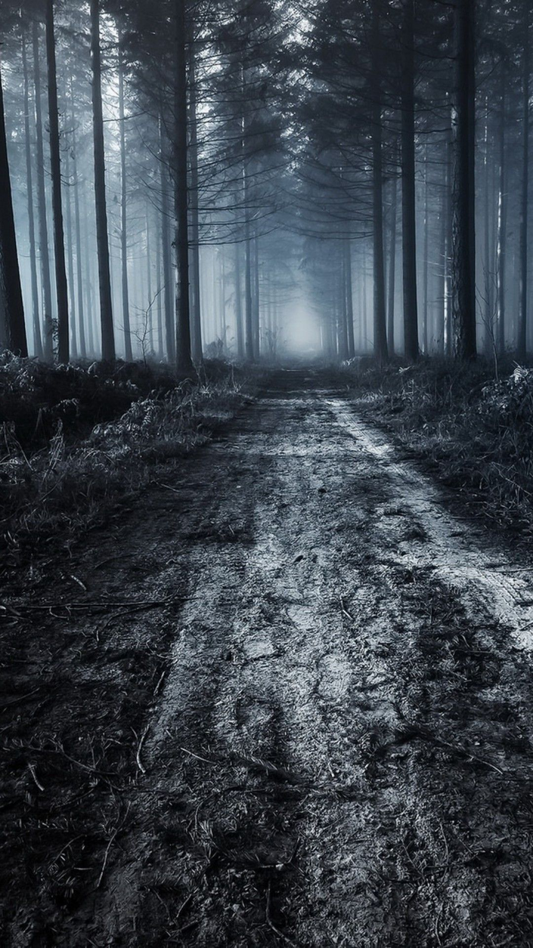 1080x1920 Scary Forest Wallpapers 09 Best Free Scary Forest Hd Wallpaper For Pc | Scary woods, Hd dark wallpapers, Forest wallpaper