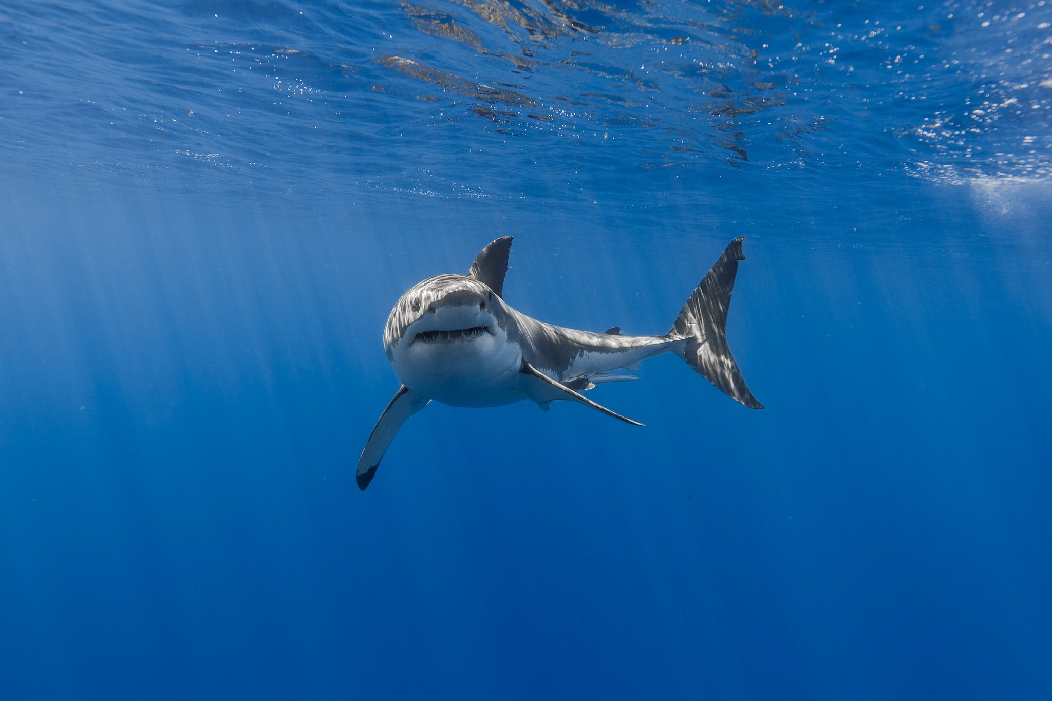 2048x1365 Turning toward the camera | Great white shark, White sharks, Shark