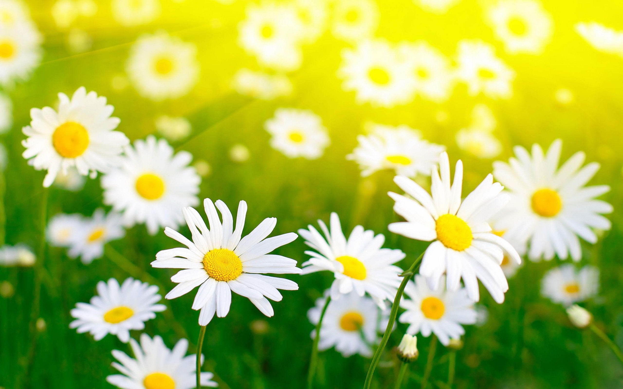 2560x1600 Spring Daisy Wallpapers