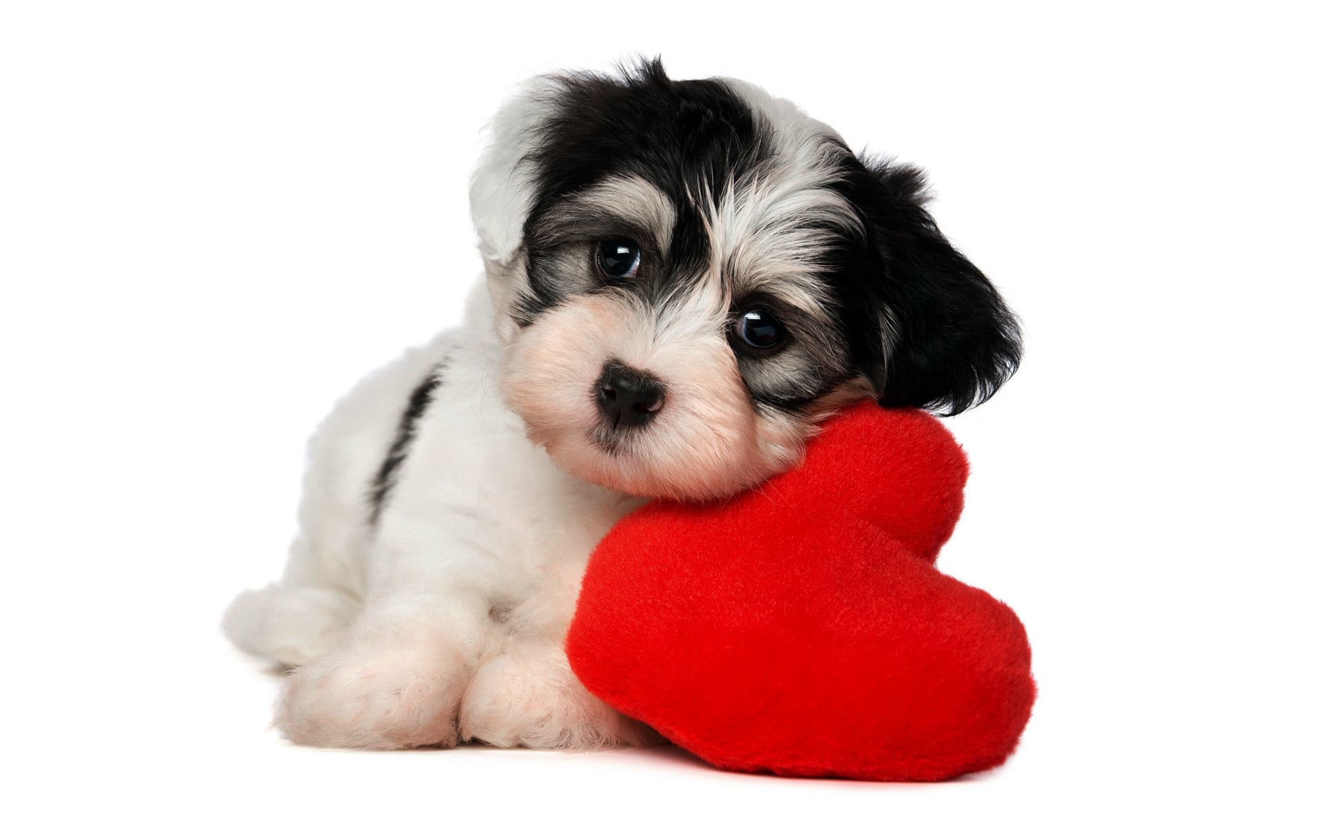 1920x1200 Free download 55 Puppy Valentine Wallpapers on WallpaperPlay [] for your Desktop, Mobile \u0026 Tablet | Explore 46+ Free Animal Valentine Wallpaper | Free Animal Valentine Wallpaper, Valentine Animal Wallpaper, Animal Valentine Wallpaper