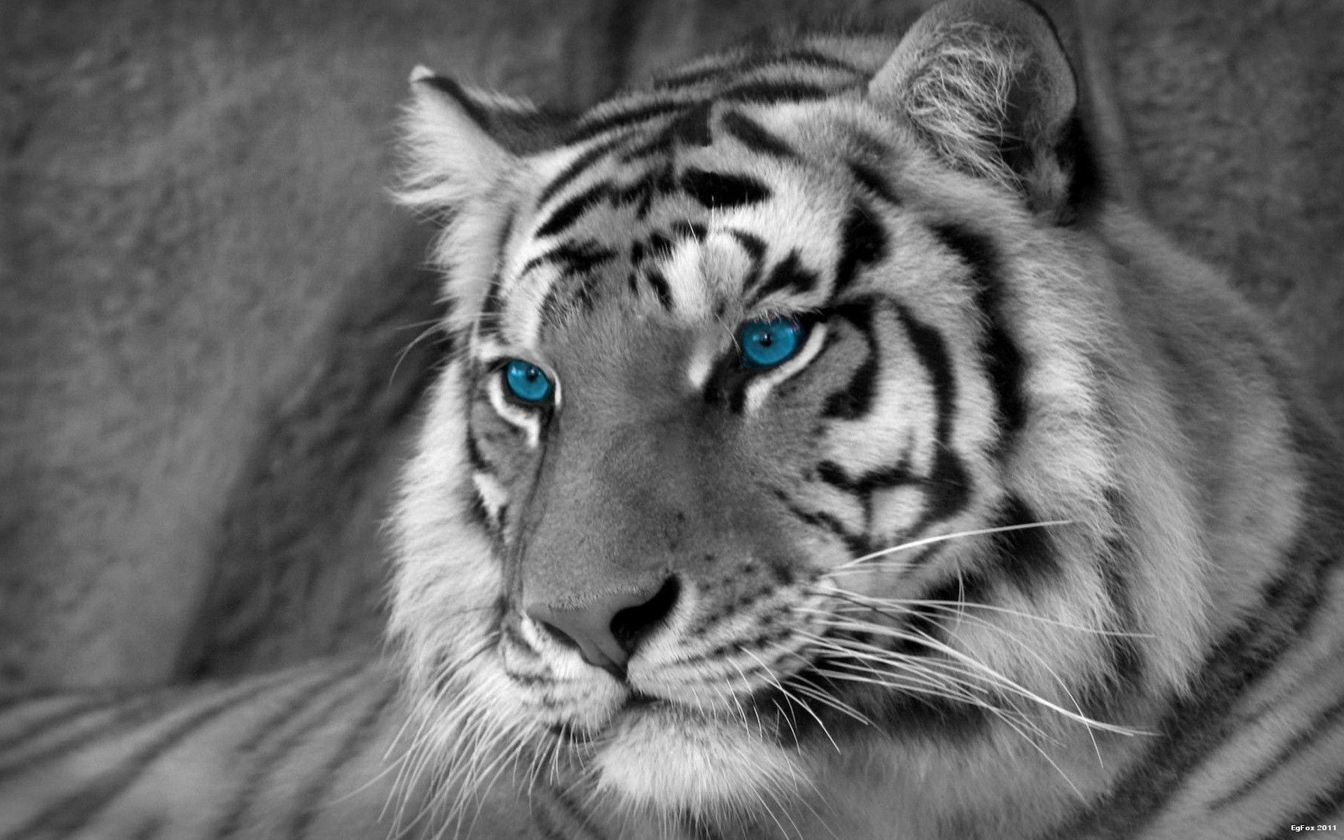 1920x1200 White Tiger Wallpaper HD (59+ pictures