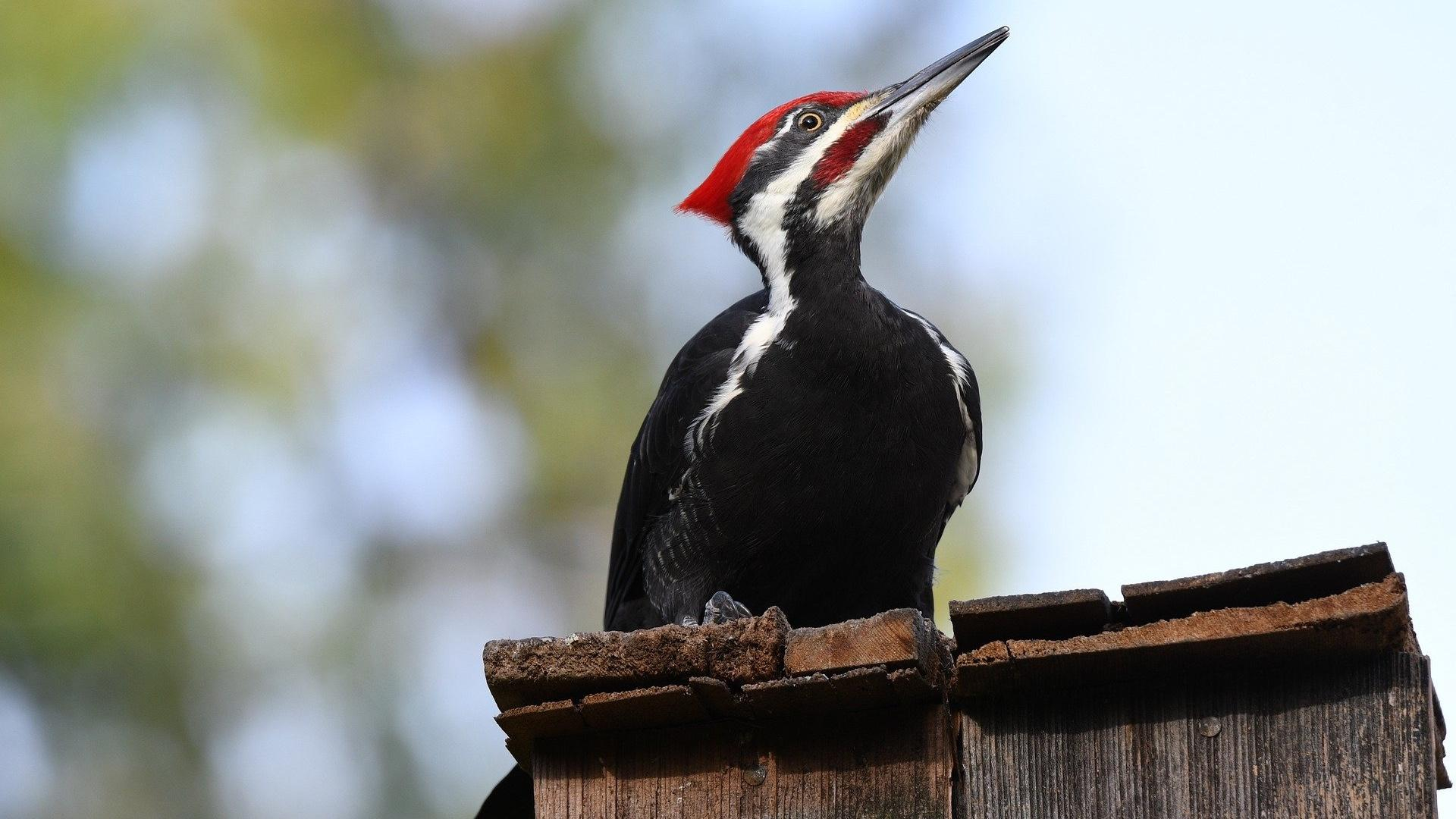 1920x1080 The Pileated Woodpecker is 2021's Bird of the Year | Chicago News | WTTW
