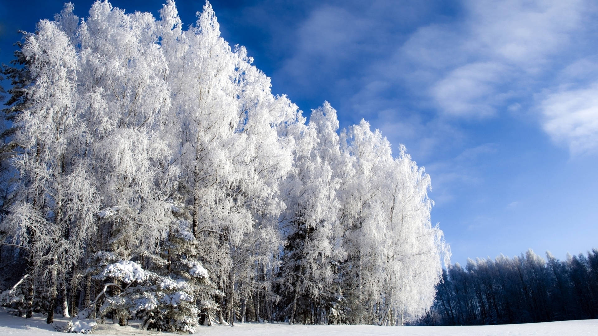 1920x1080 Download Clear Sky Over Winter Forest Wallpaper