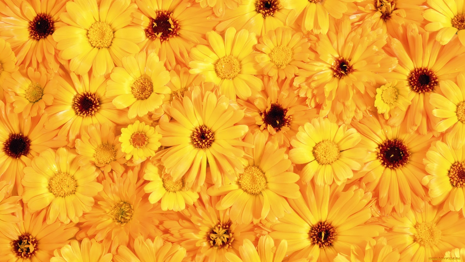 1920x1080 28 Yellow Flower Wallpapers Wallpaperboat