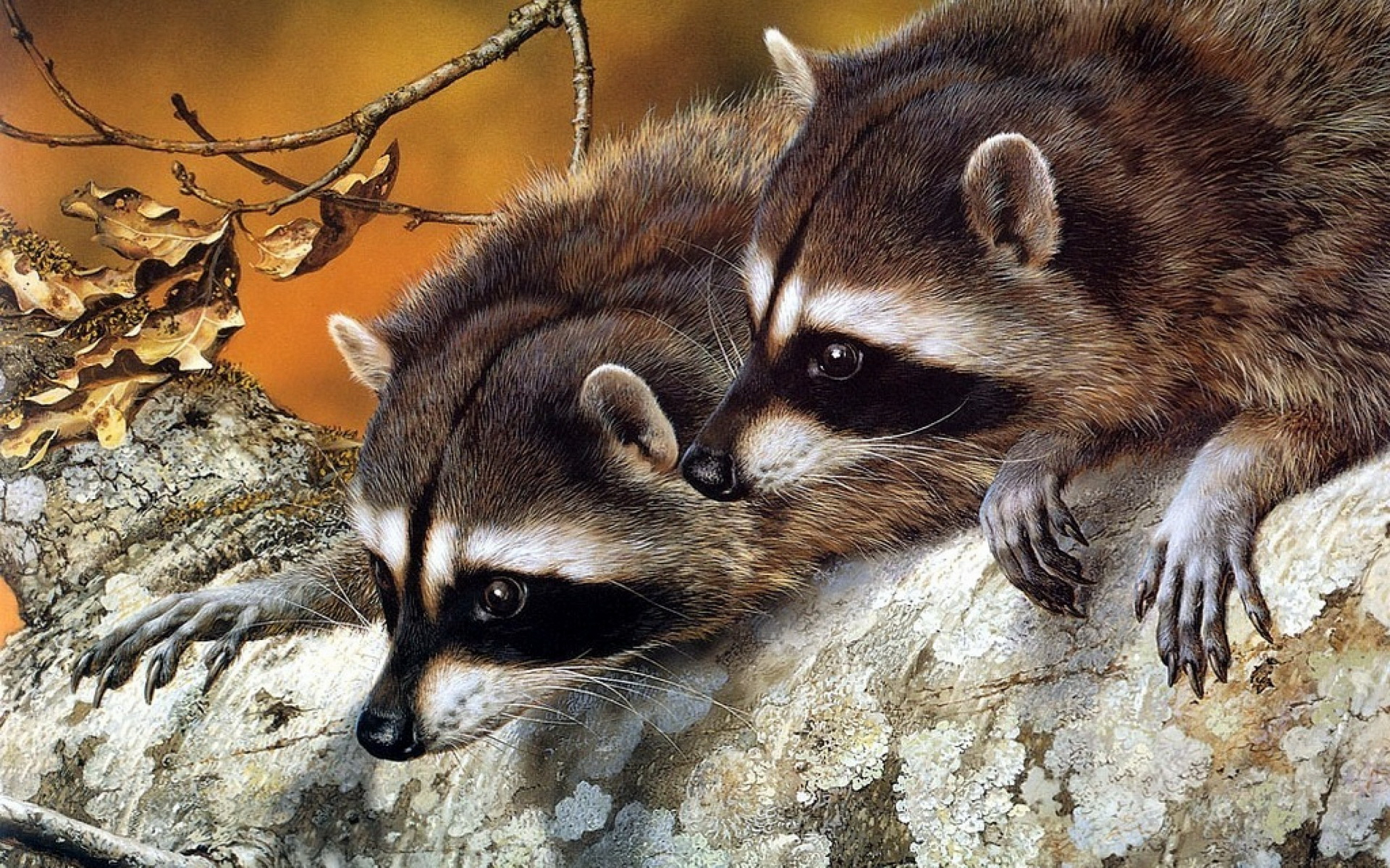 1920x1200 210+ Raccoon HD Wallpapers and Backgrounds