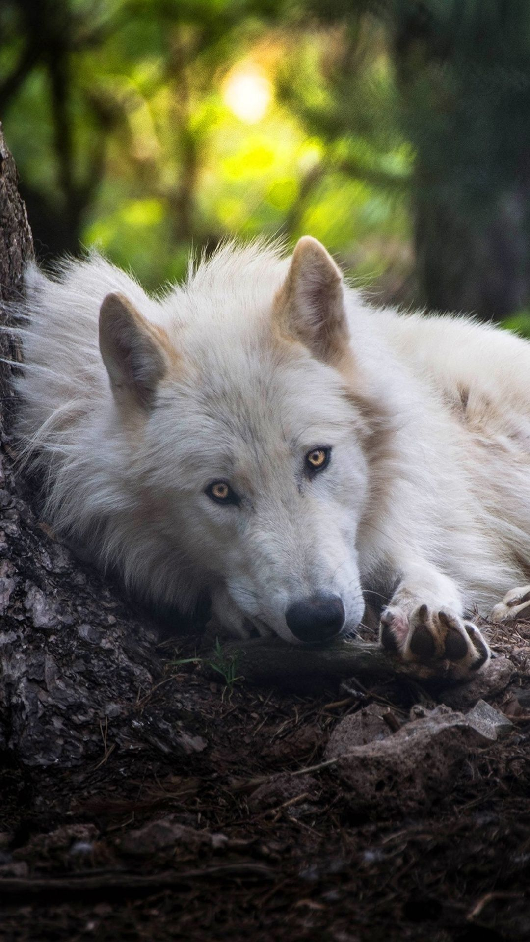 1080x1920 White Wolf In Resolution | Wolf dog, Beautiful wolves, Wolf photography