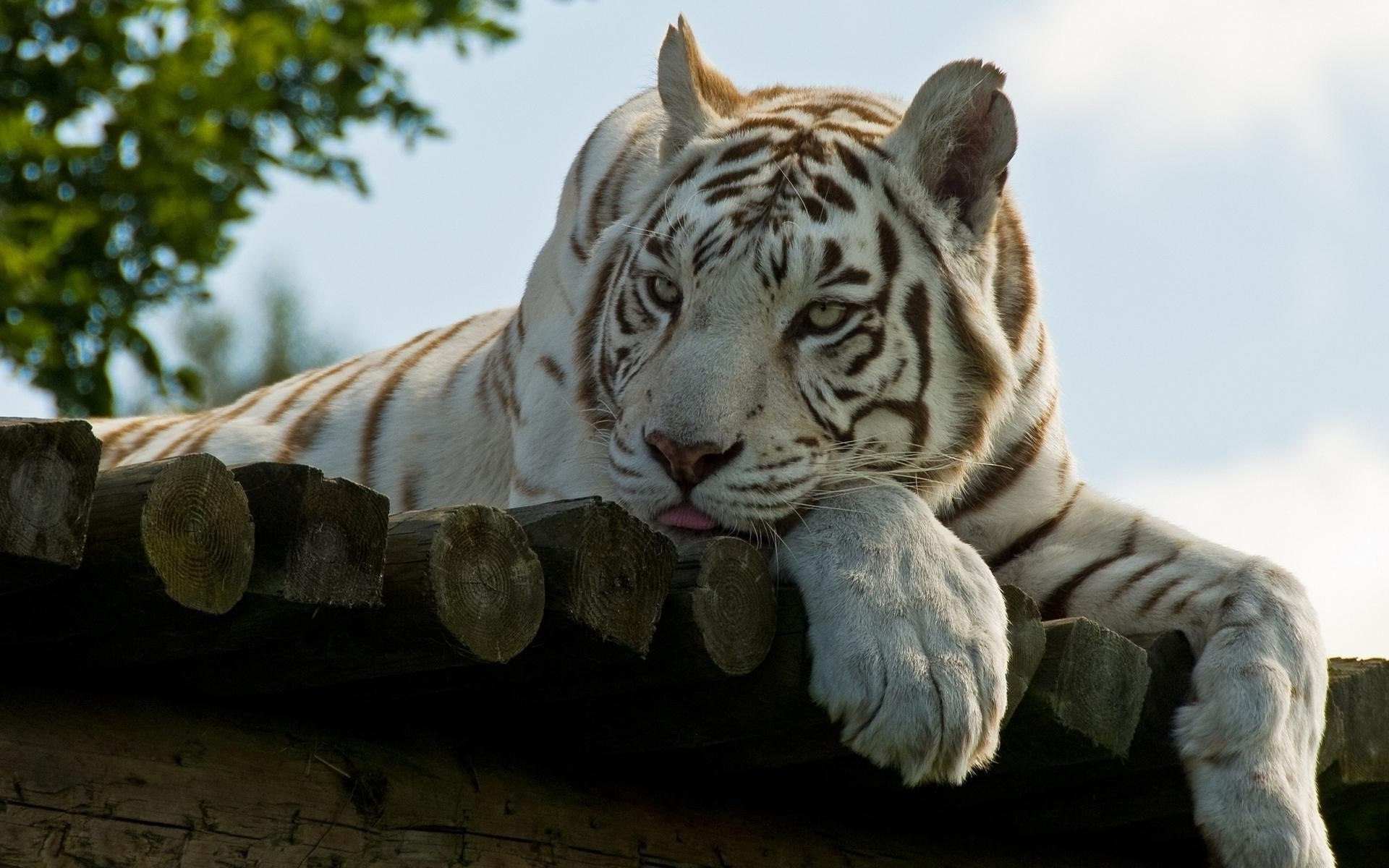 1920x1200 Handsome White Tiger Wallpapers HD / Desktop and Mobile Backgrounds