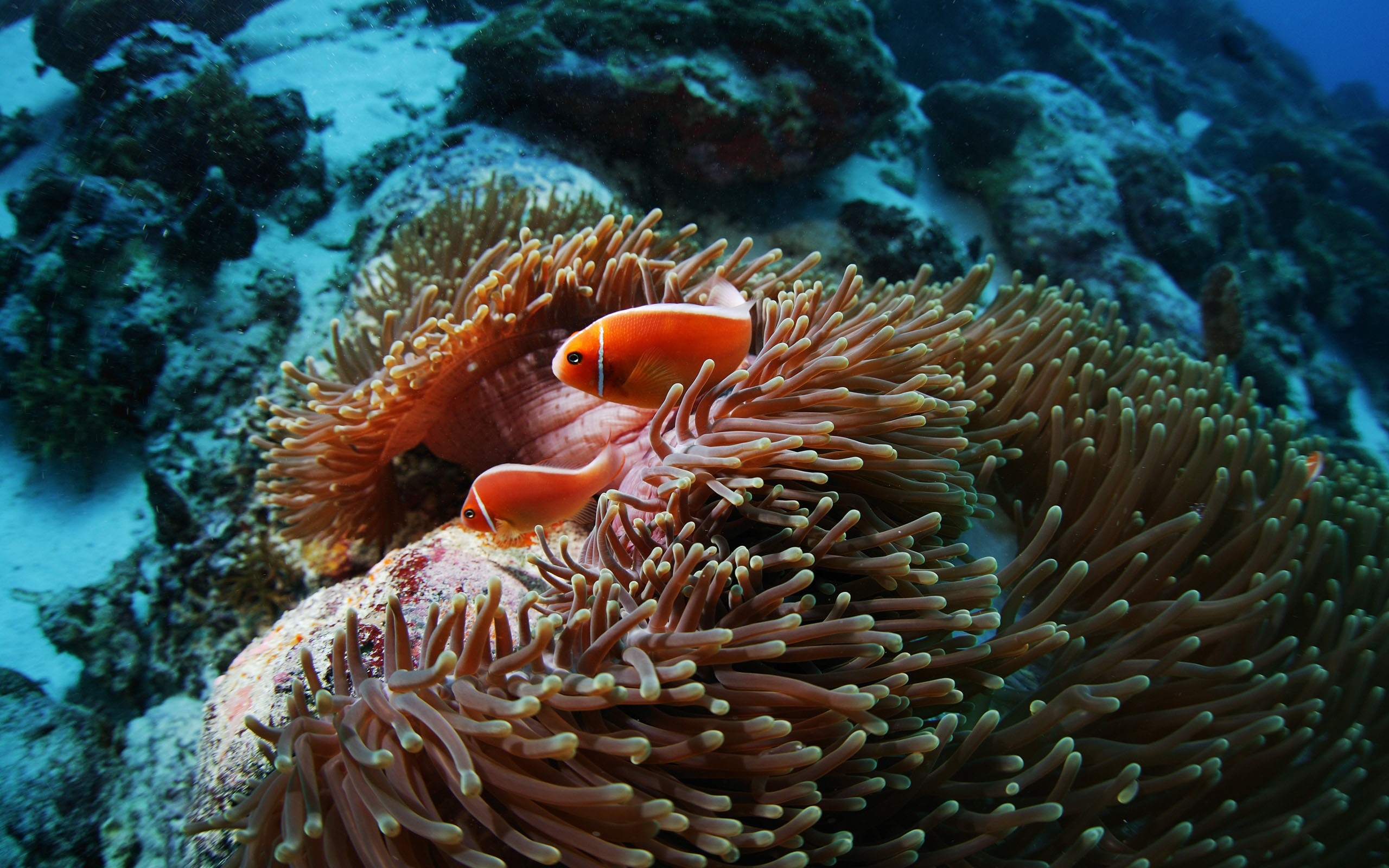 2560x1600 Fish sea anemones underwater coral reef wallpaper | | 67324 |