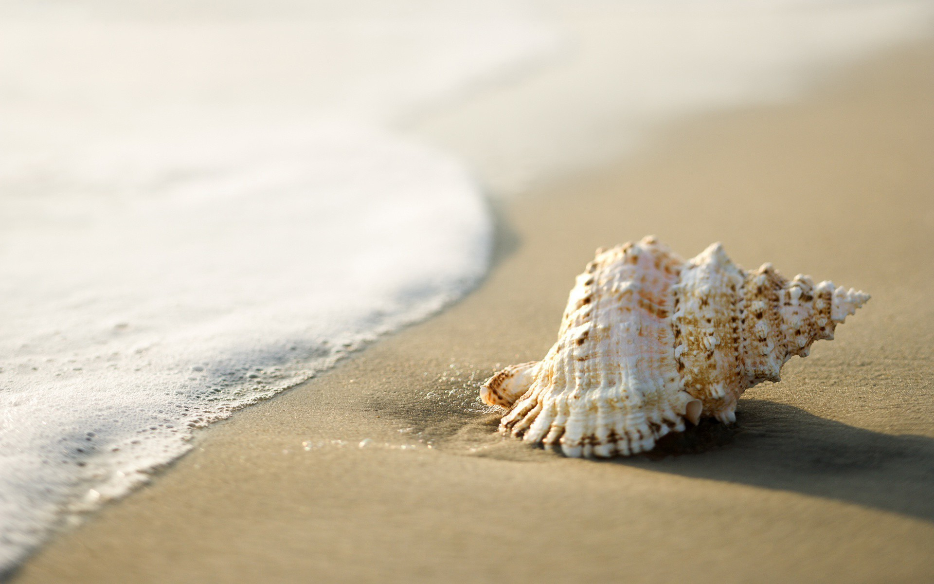 1920x1200 seashells, Beach, Sand, Coast, Nature Wallpapers HD / Desktop and Mobile Backgrounds