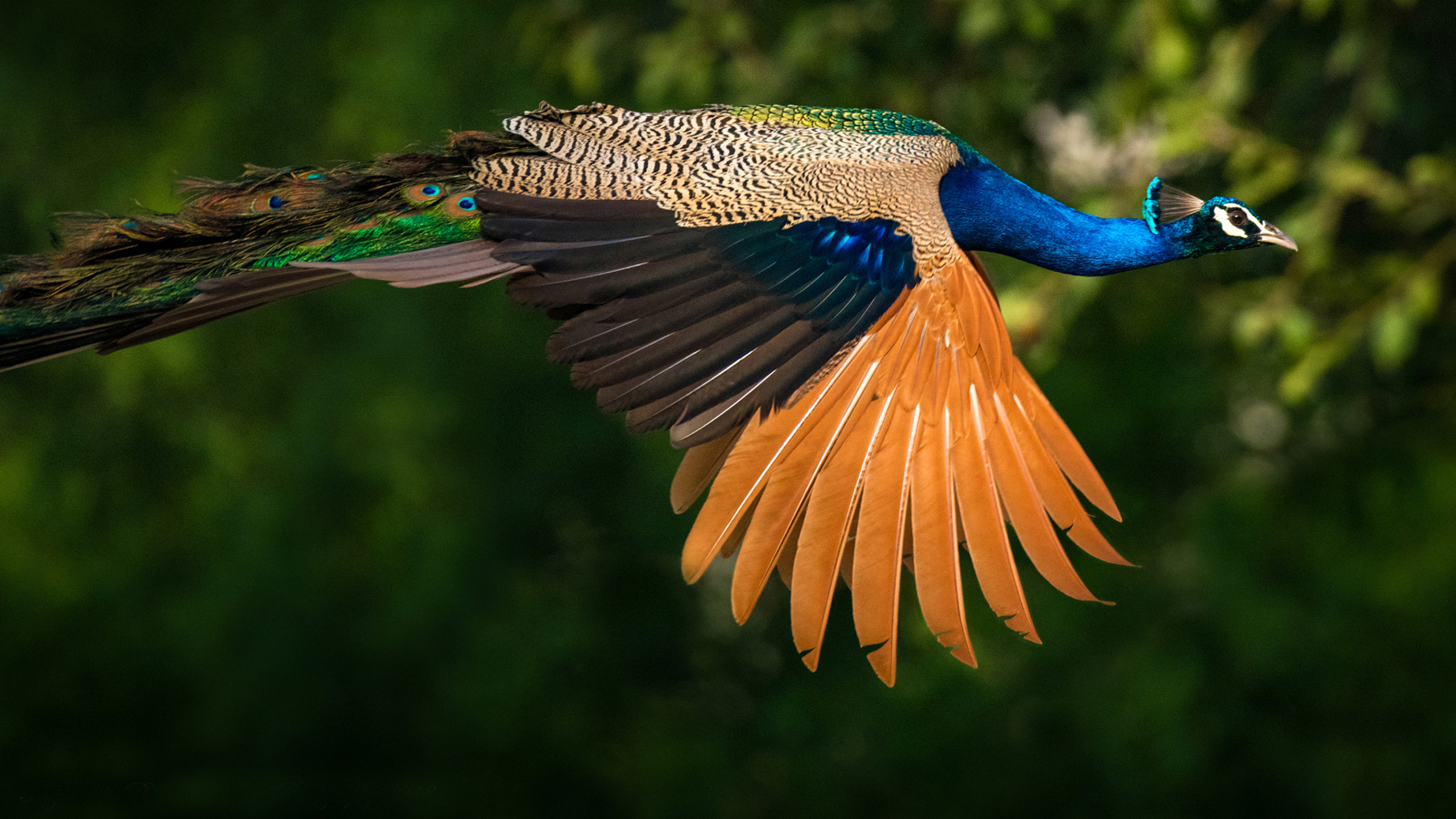 2560x1440 Indian Peacock HD Wallpapers and Backgrounds