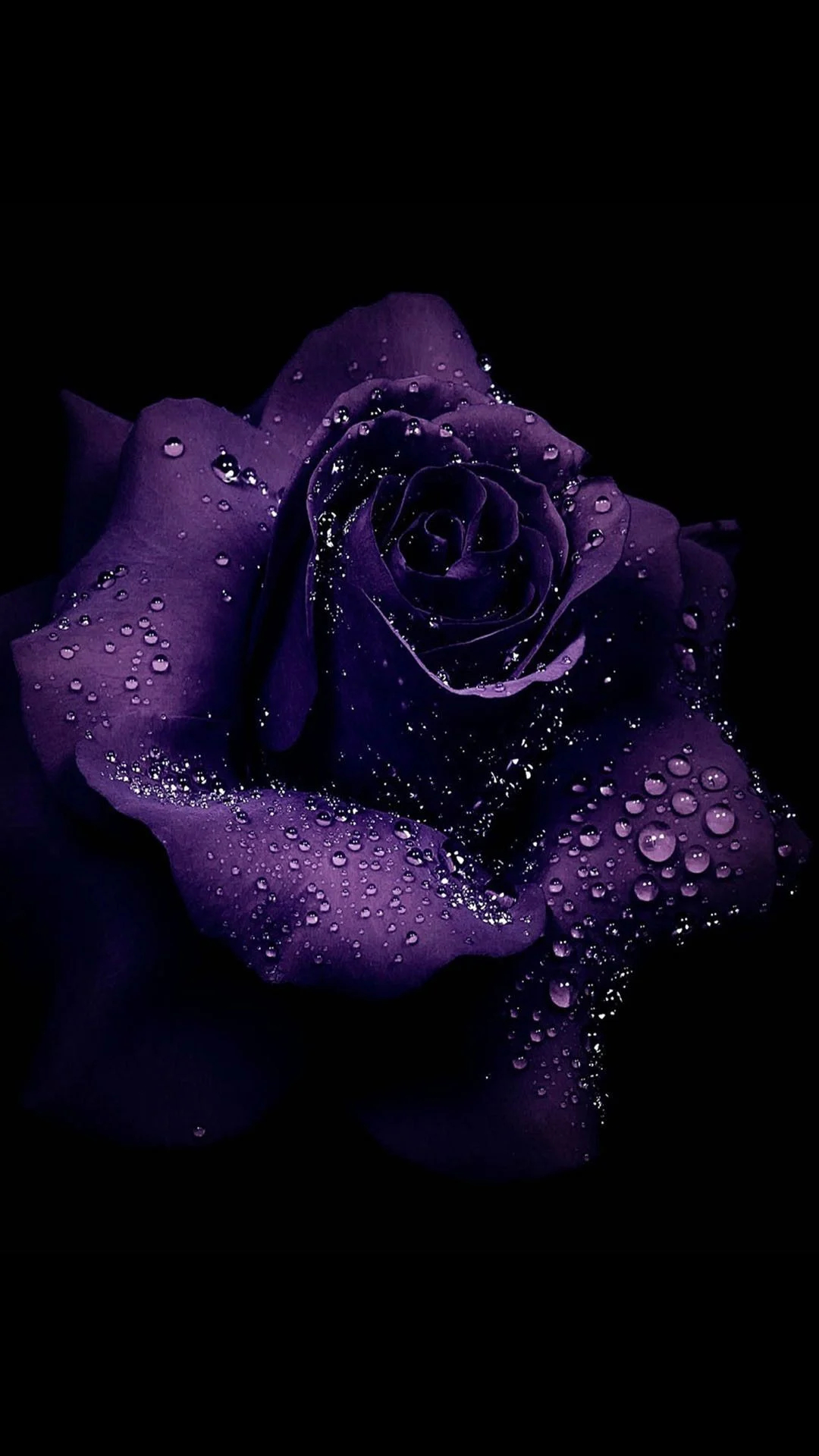 1080x1920 Purple Rose Wallpapers Top Free Purple Rose Backgrounds