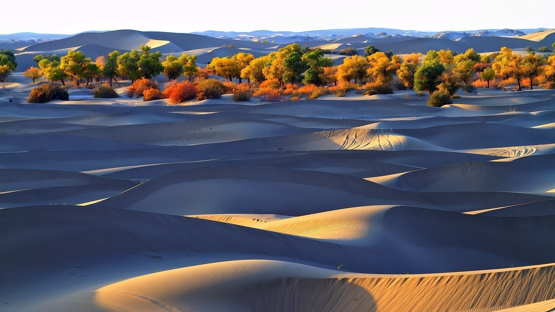 1920x1080 Focused photo of sand dunes near forest HD wallpaper