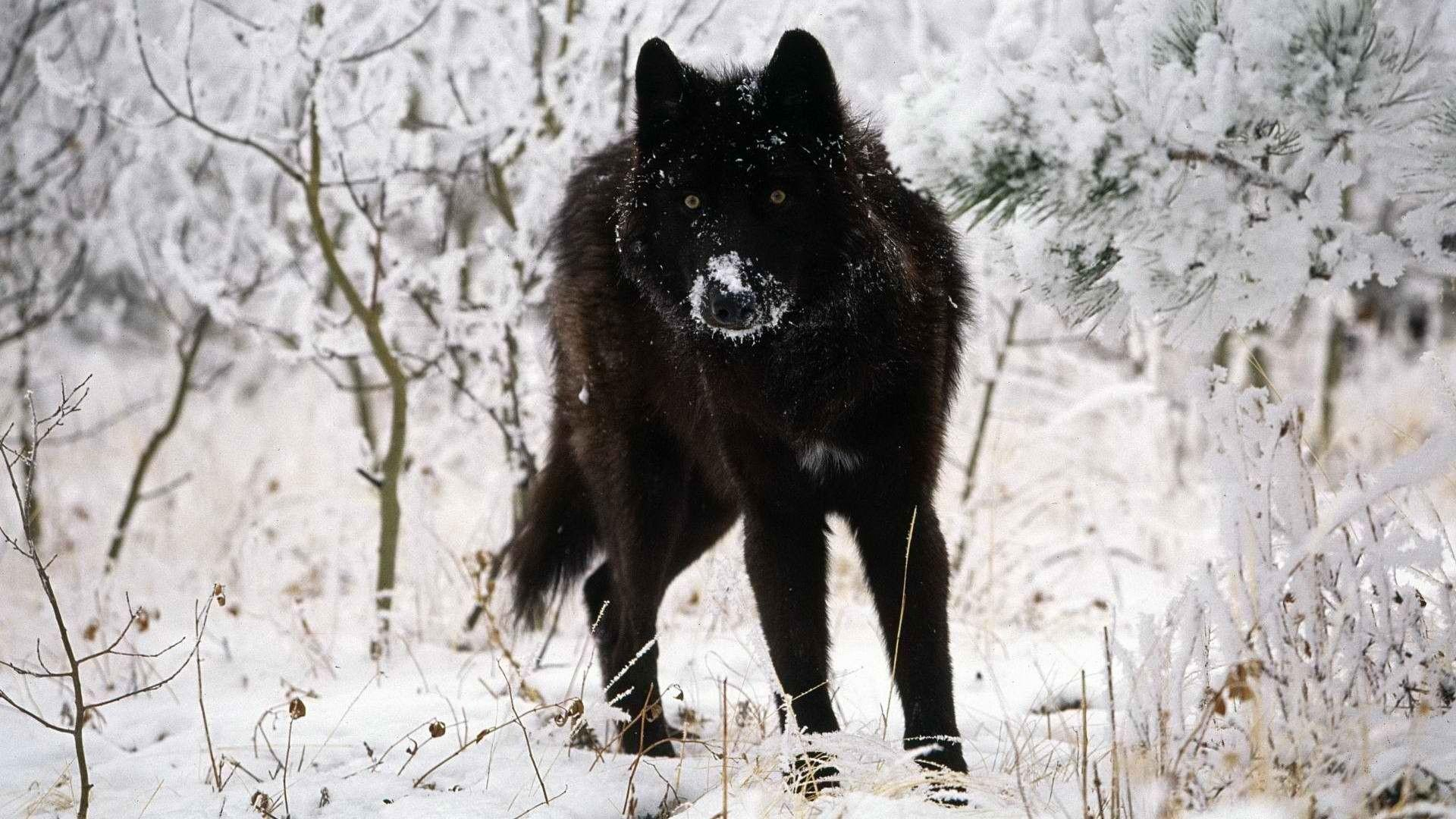 1920x1080 Timber Wolf Wallpapers