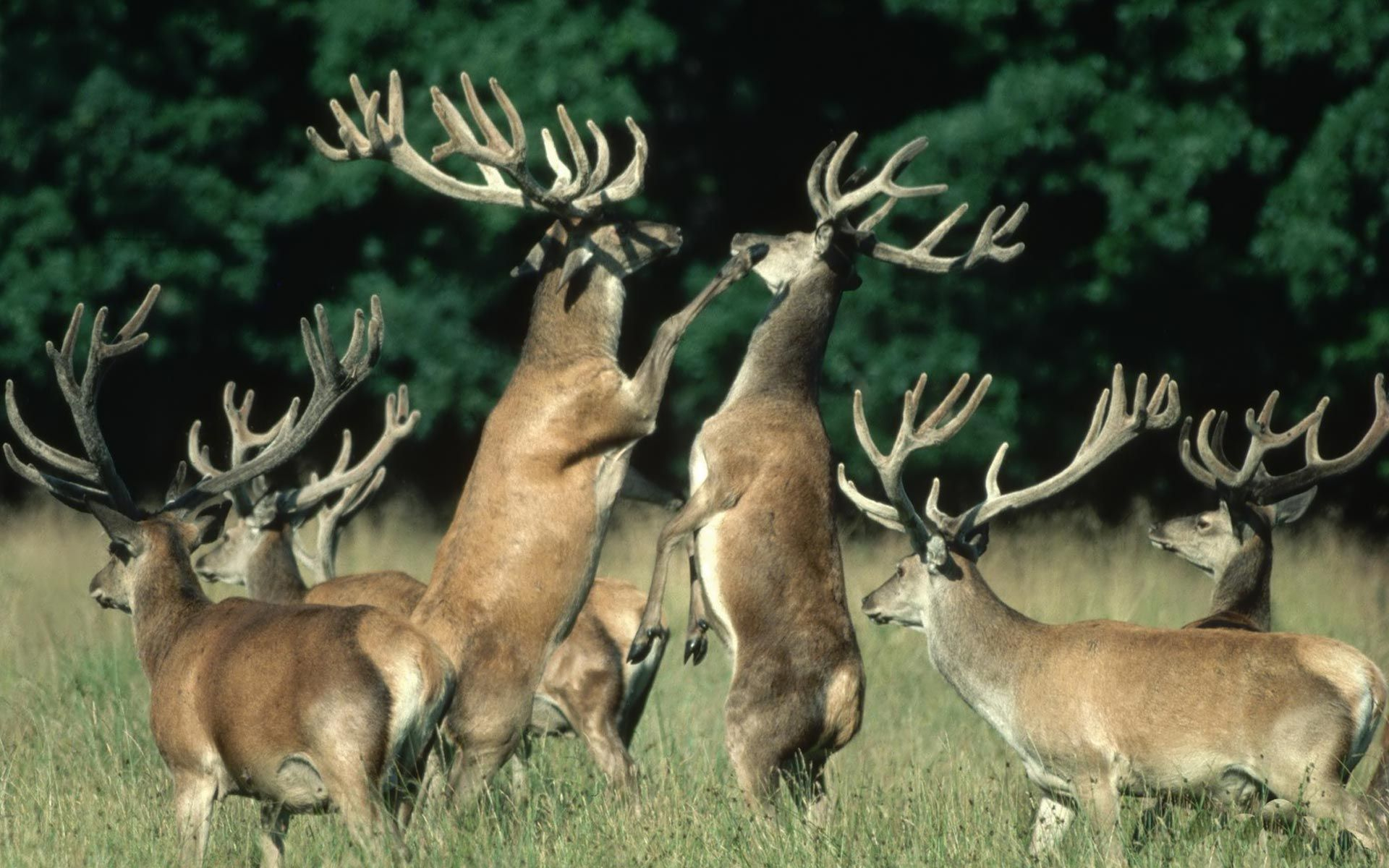 1920x1200 NameBright Coming Soon | Animals, Whitetail deer, Hunting trip