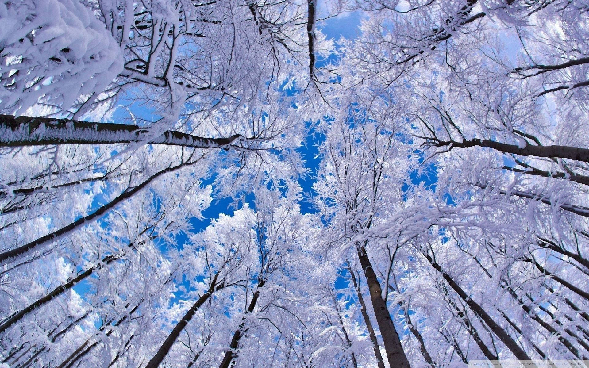 1920x1200 Download Low Angle Winter Trees Wallpaper